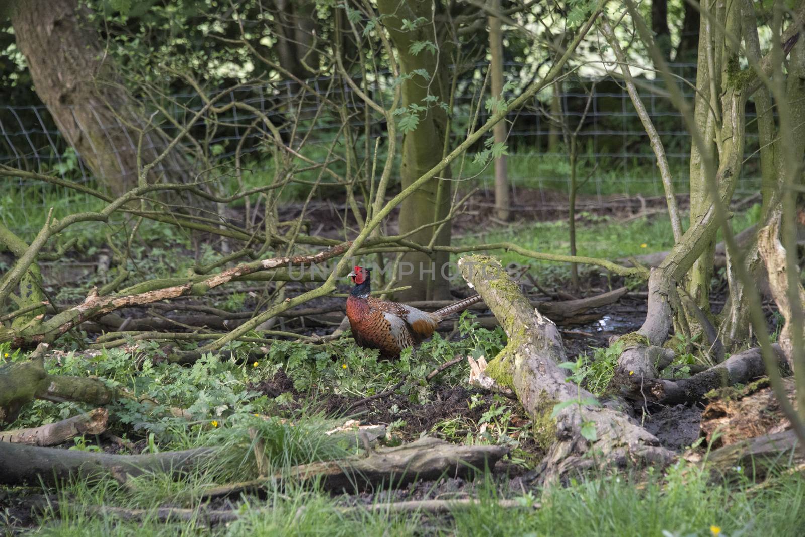 A male common pheasant (Phasianus colchicus) in woodland, England