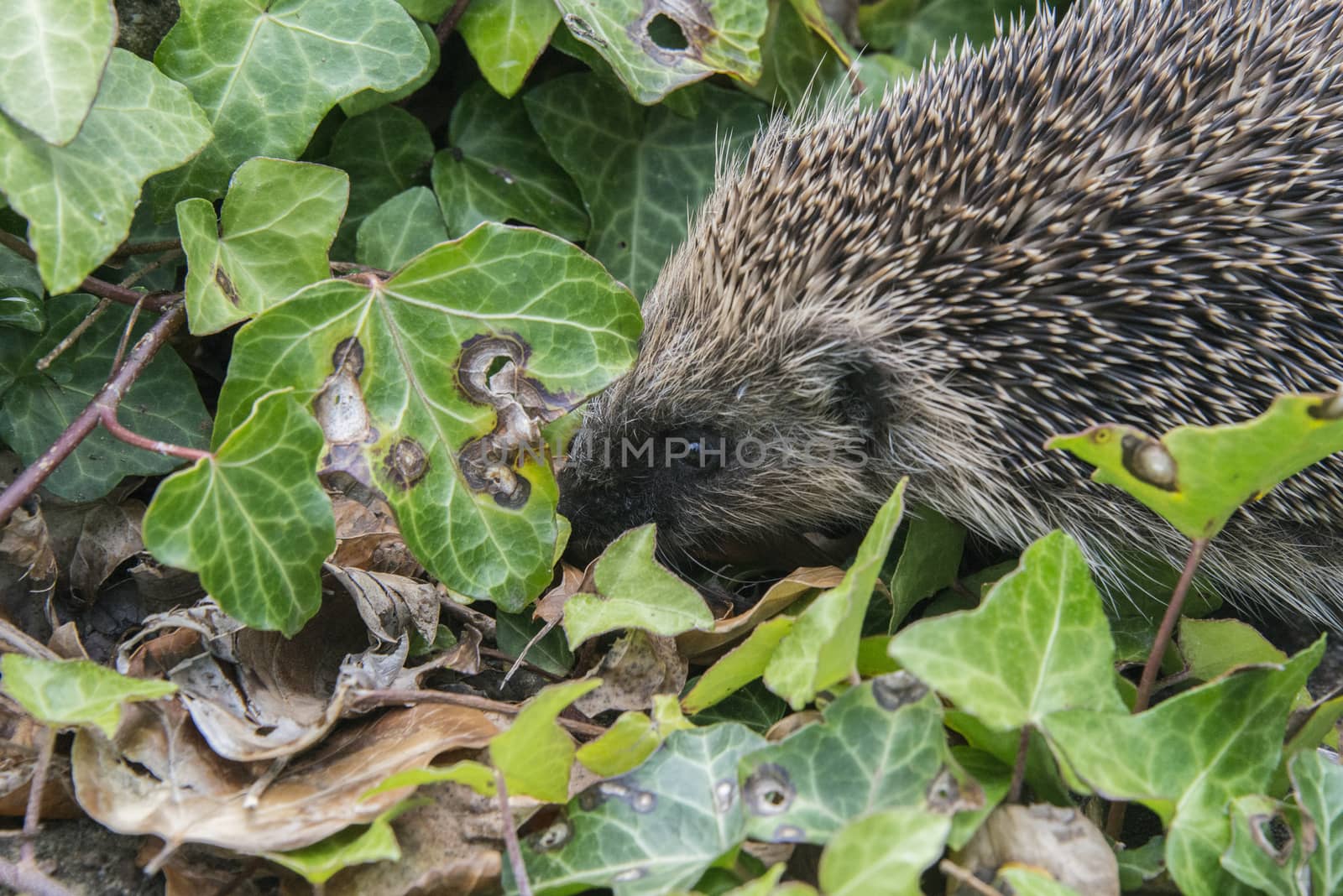 A young hedgehog searching for food around a garden in England