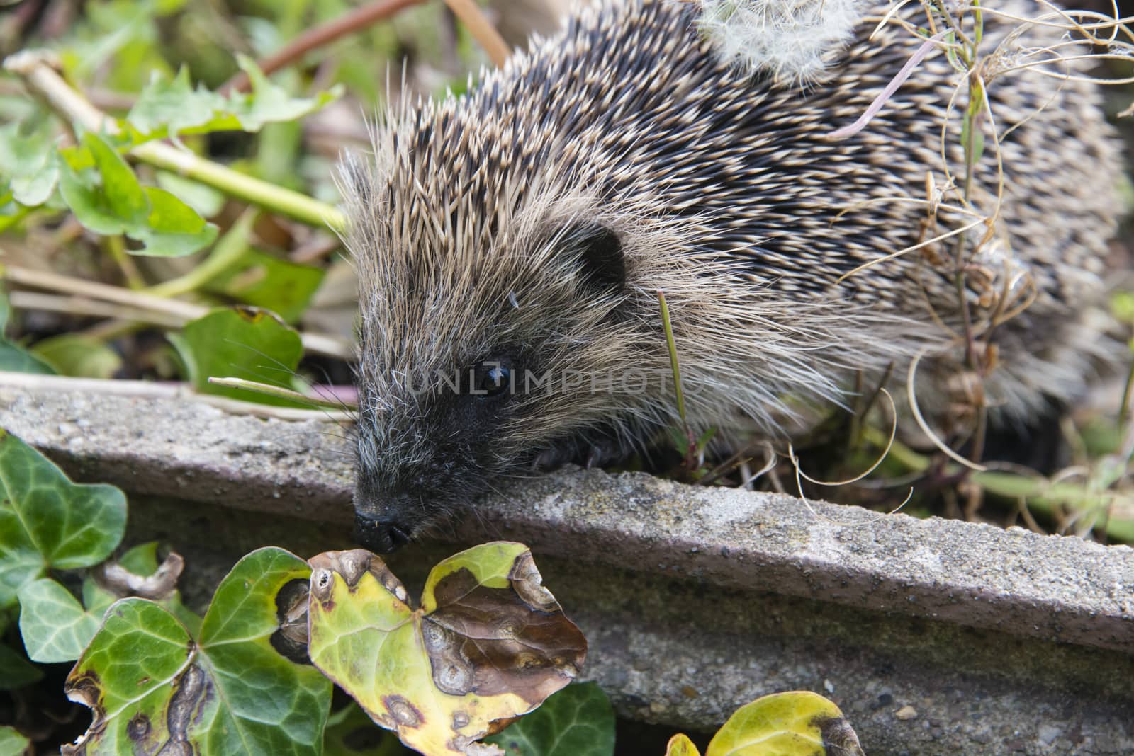 A young hedgehog searching for food around a garden in England