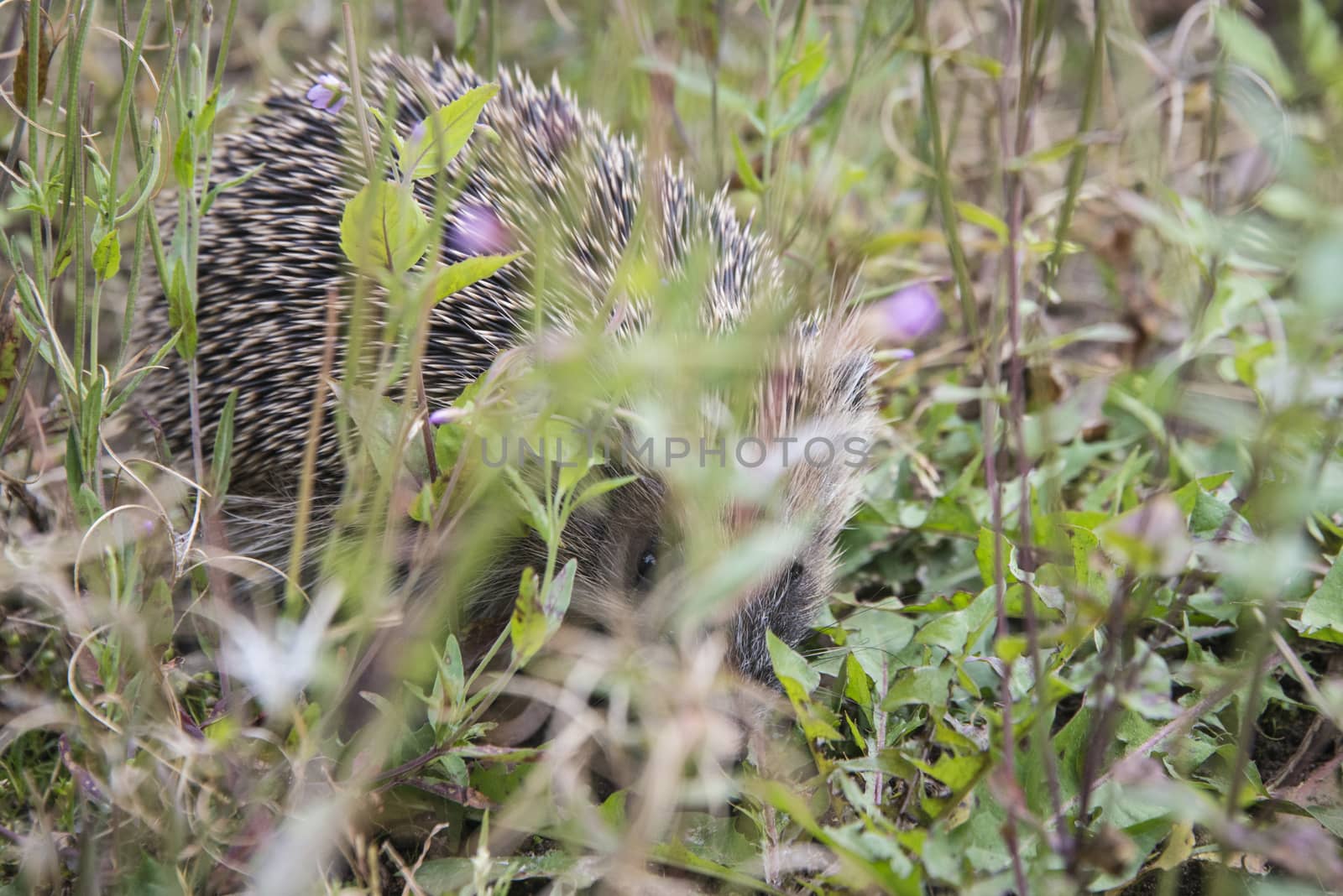 A young hedgehog searching for food around a garden in England