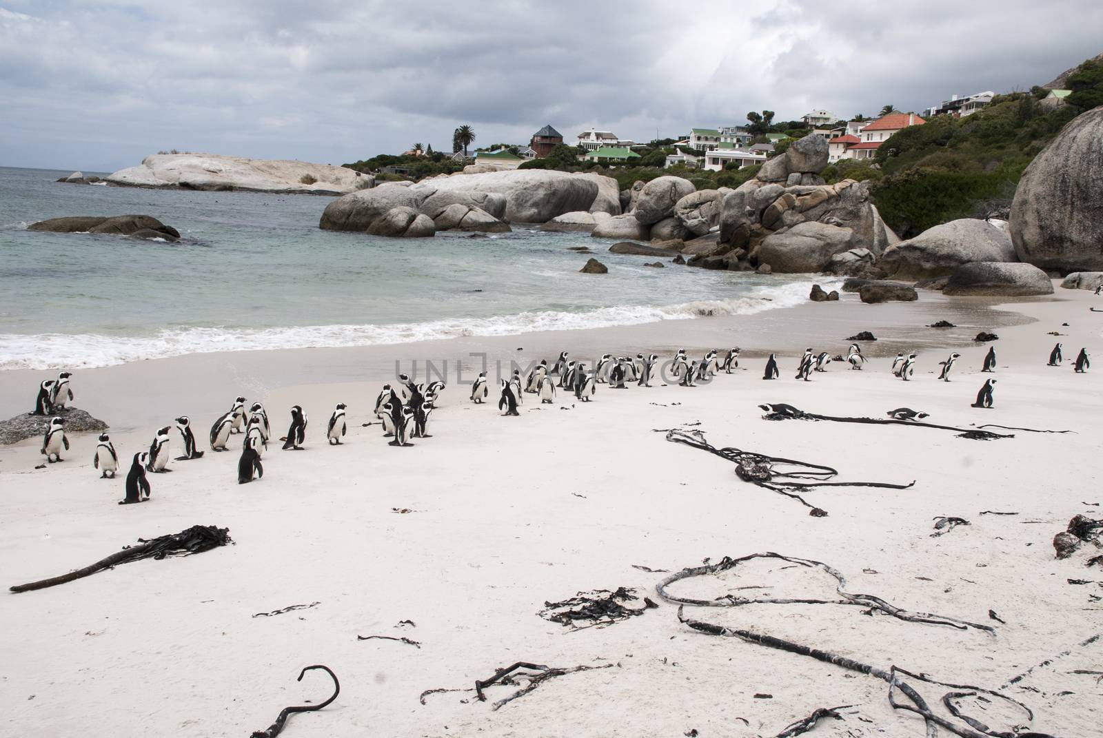 Penguins on a beach in South Africa