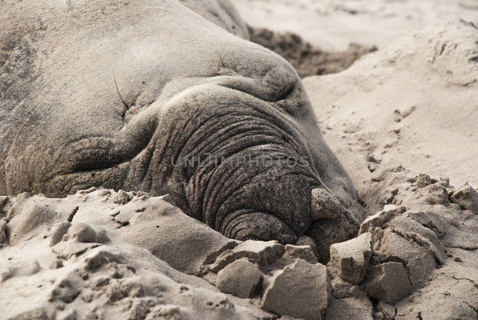 Sleeping male elephant seal (Mirounga leonina) on a beach in South Africa