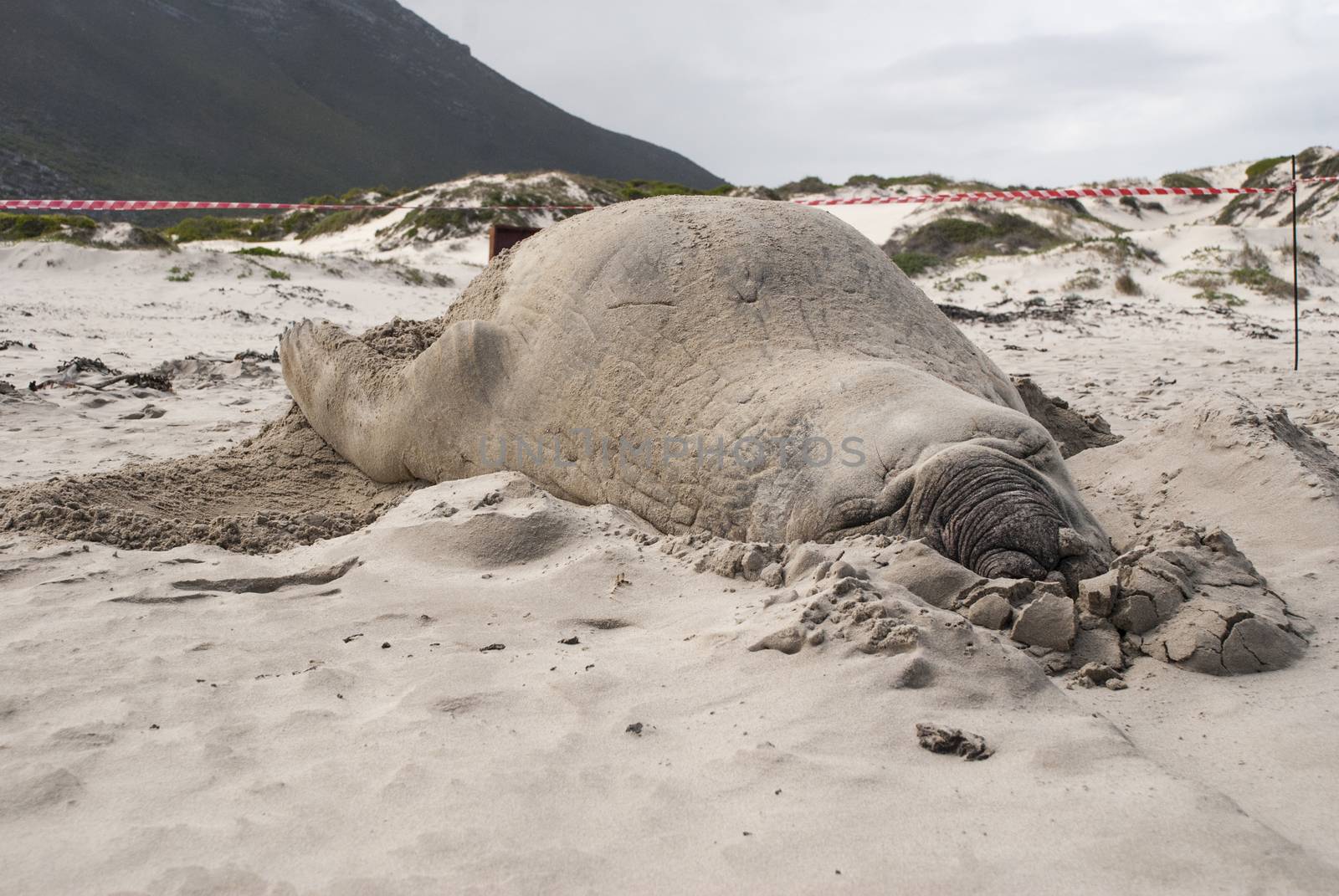 Sleeping male elephant seal (Mirounga leonina) on a beach in South Africa