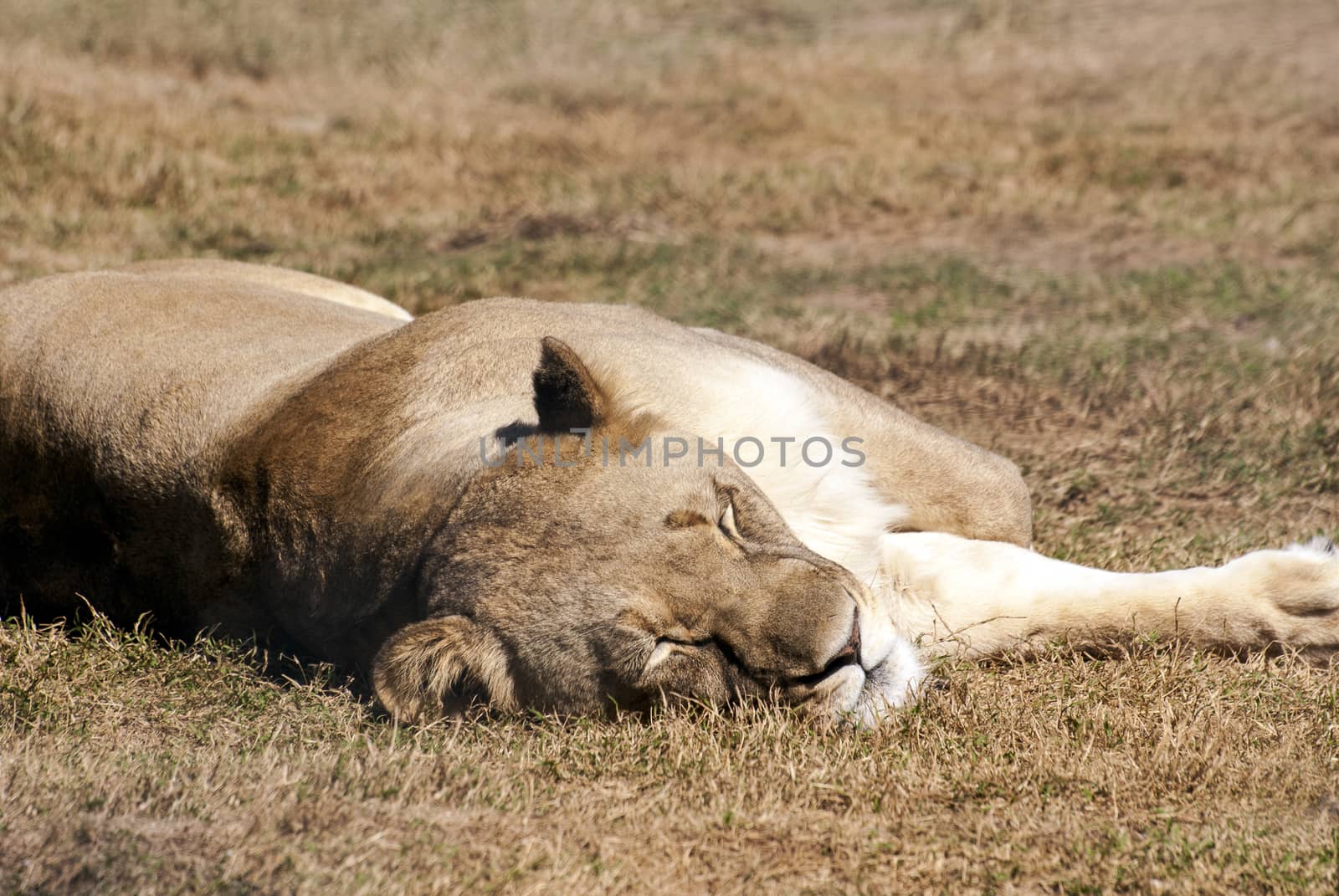 A lioness sleeping in the sun in a game reserve