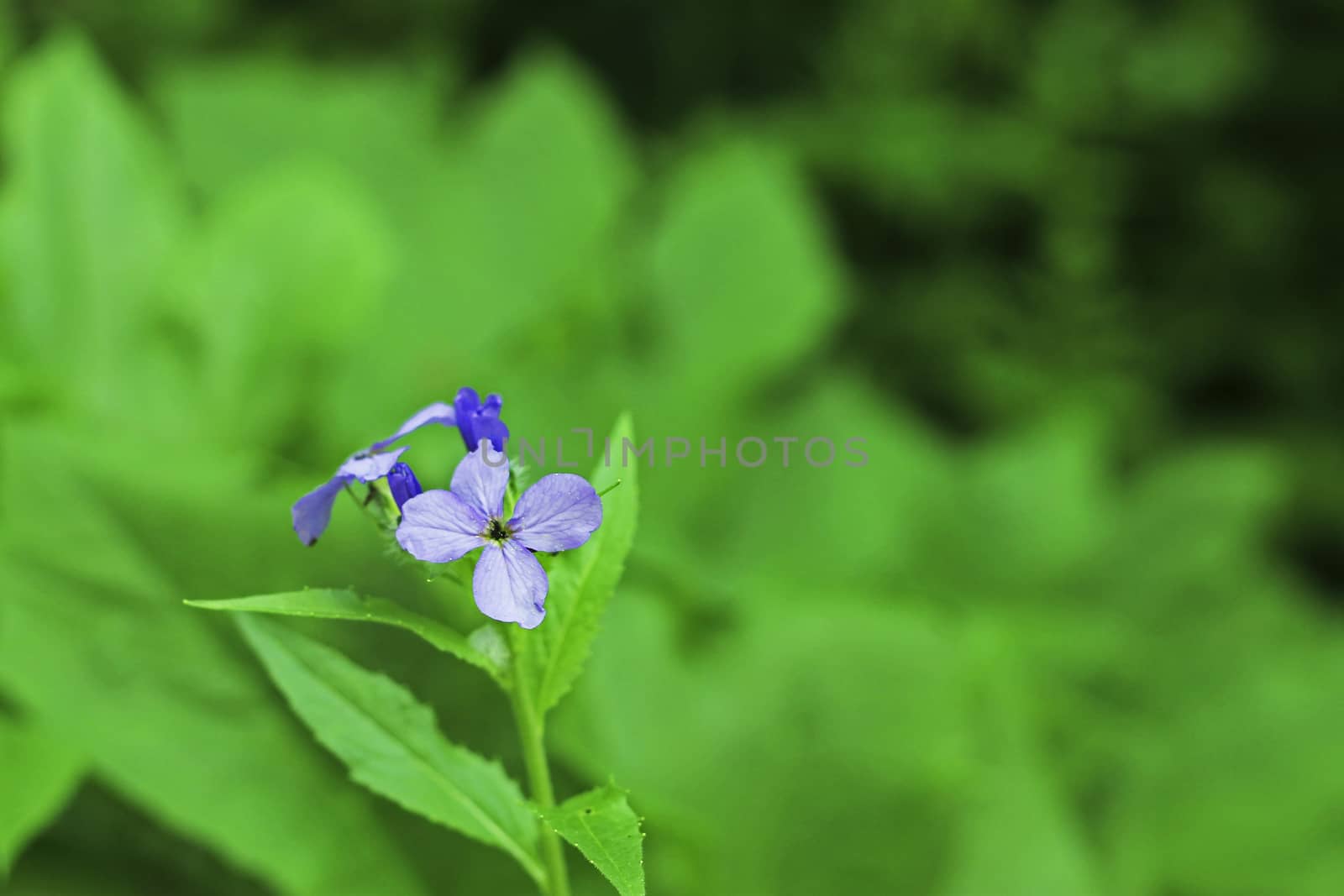 Blue field flower on the summer mountain meadow