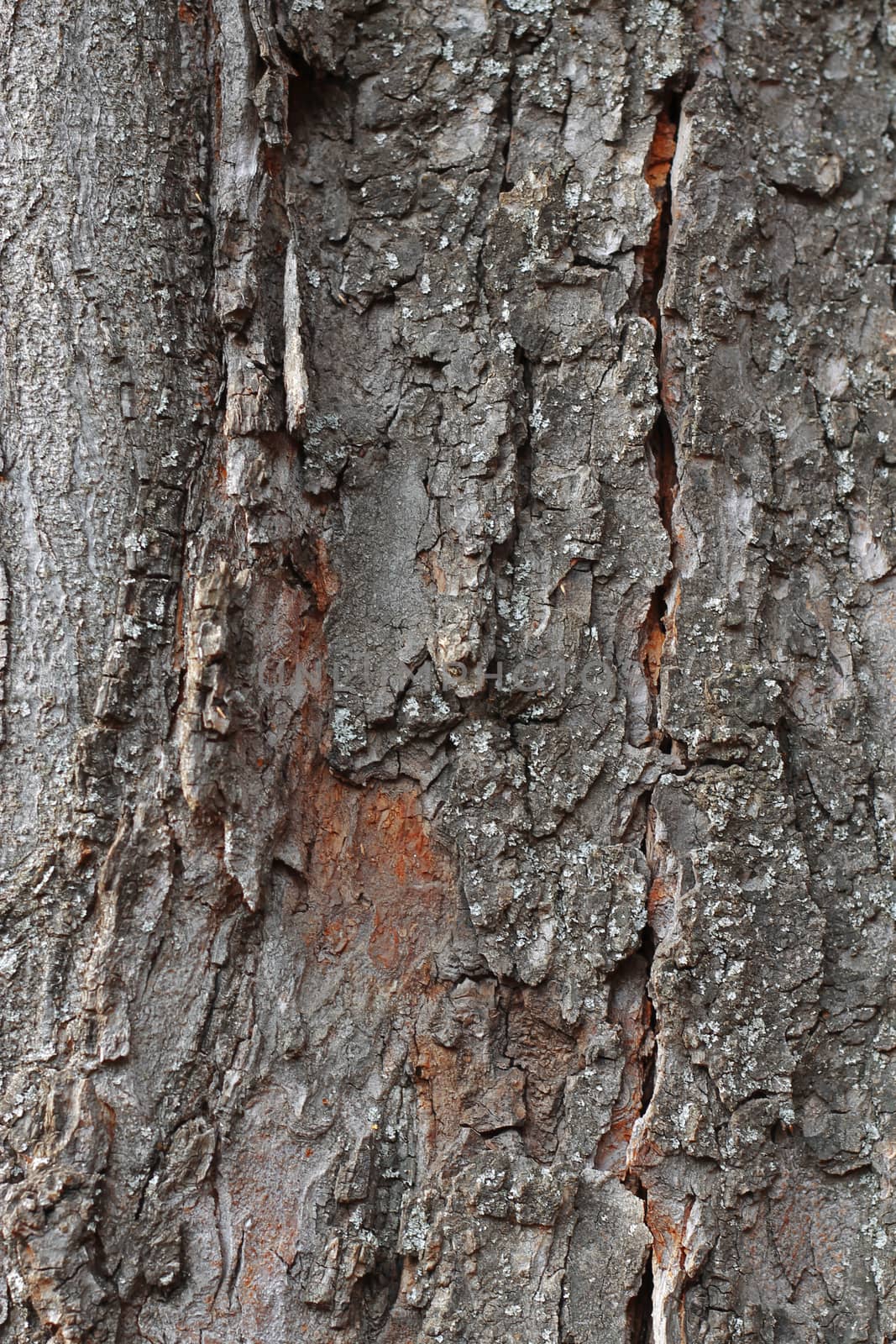 Tree Bark Over. Crust Of The forest tree