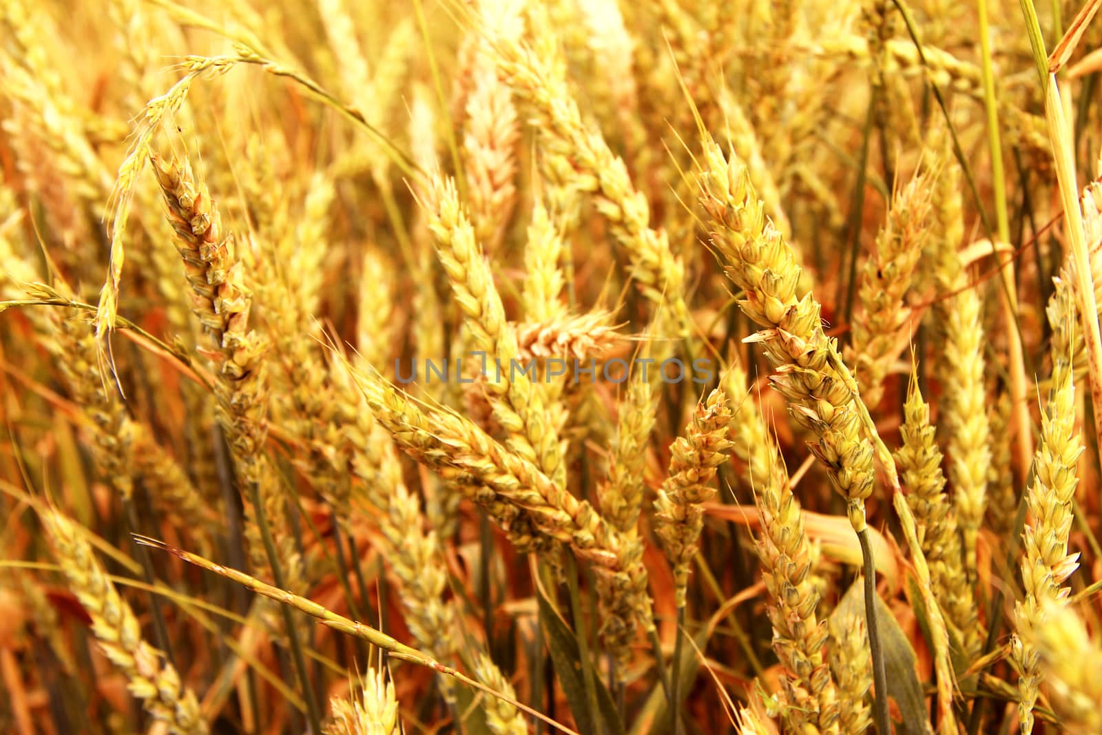 Golden ears on the summer field before harvest
