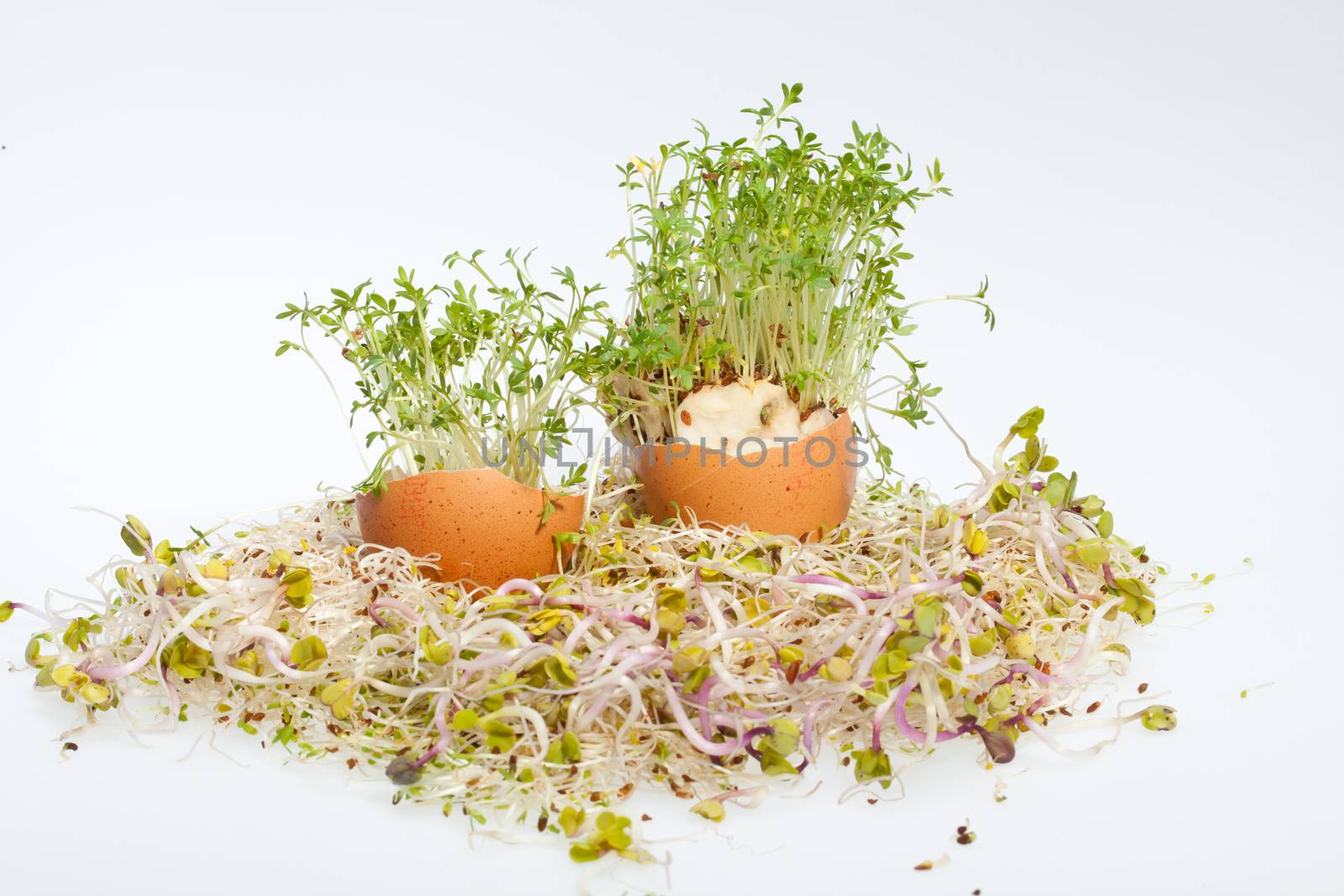 Fresh Alfalfa Sprouts and Spring Easter Egg