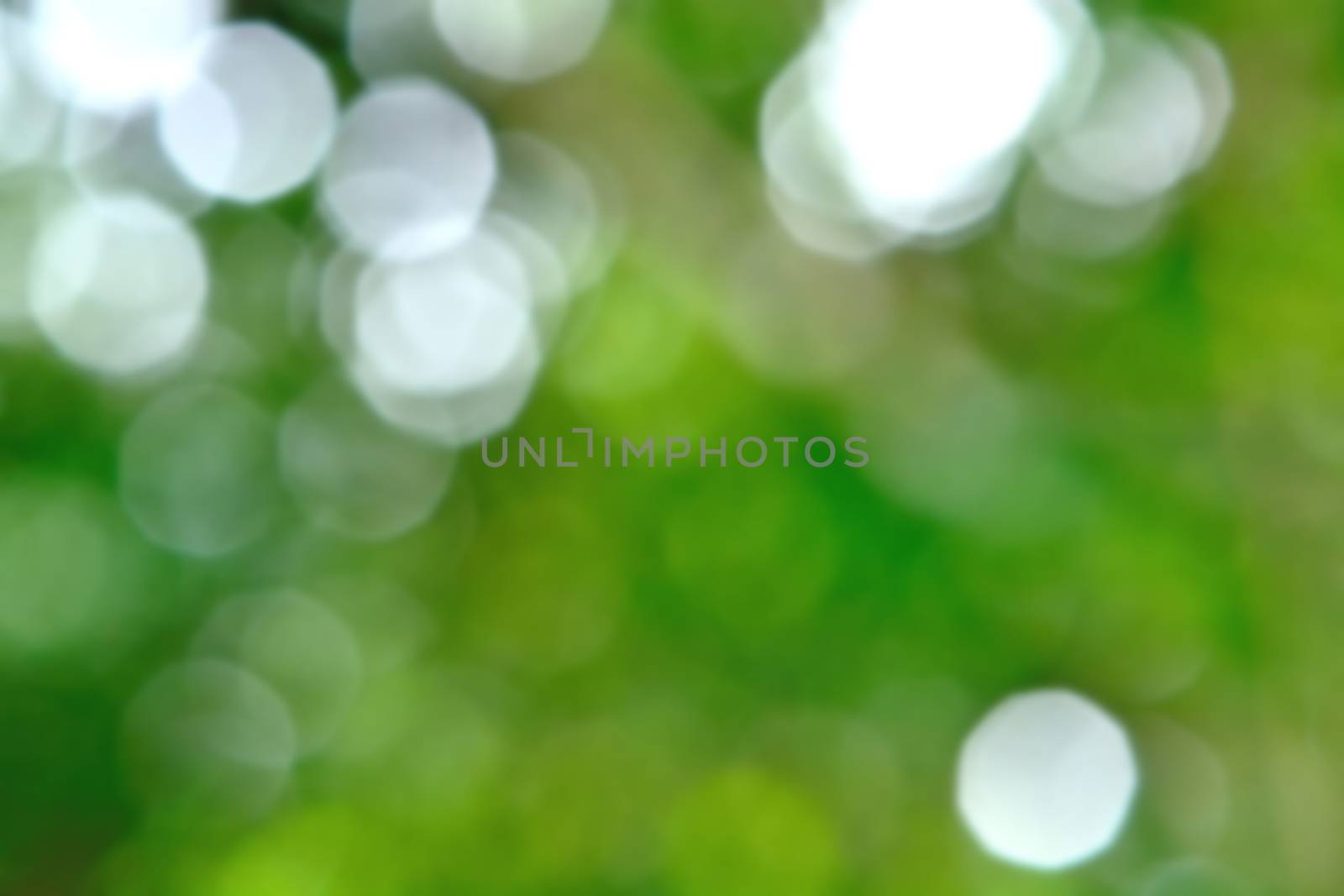 Beautiful nature bokeh, blurred green bokeh background