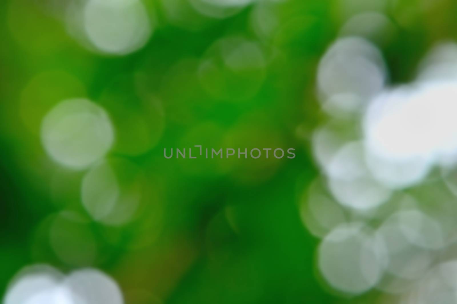 Beautiful nature bokeh, blurred green bokeh background