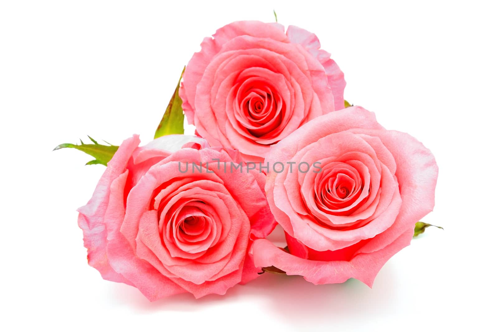 Beautiful pink rose, isolated on white background