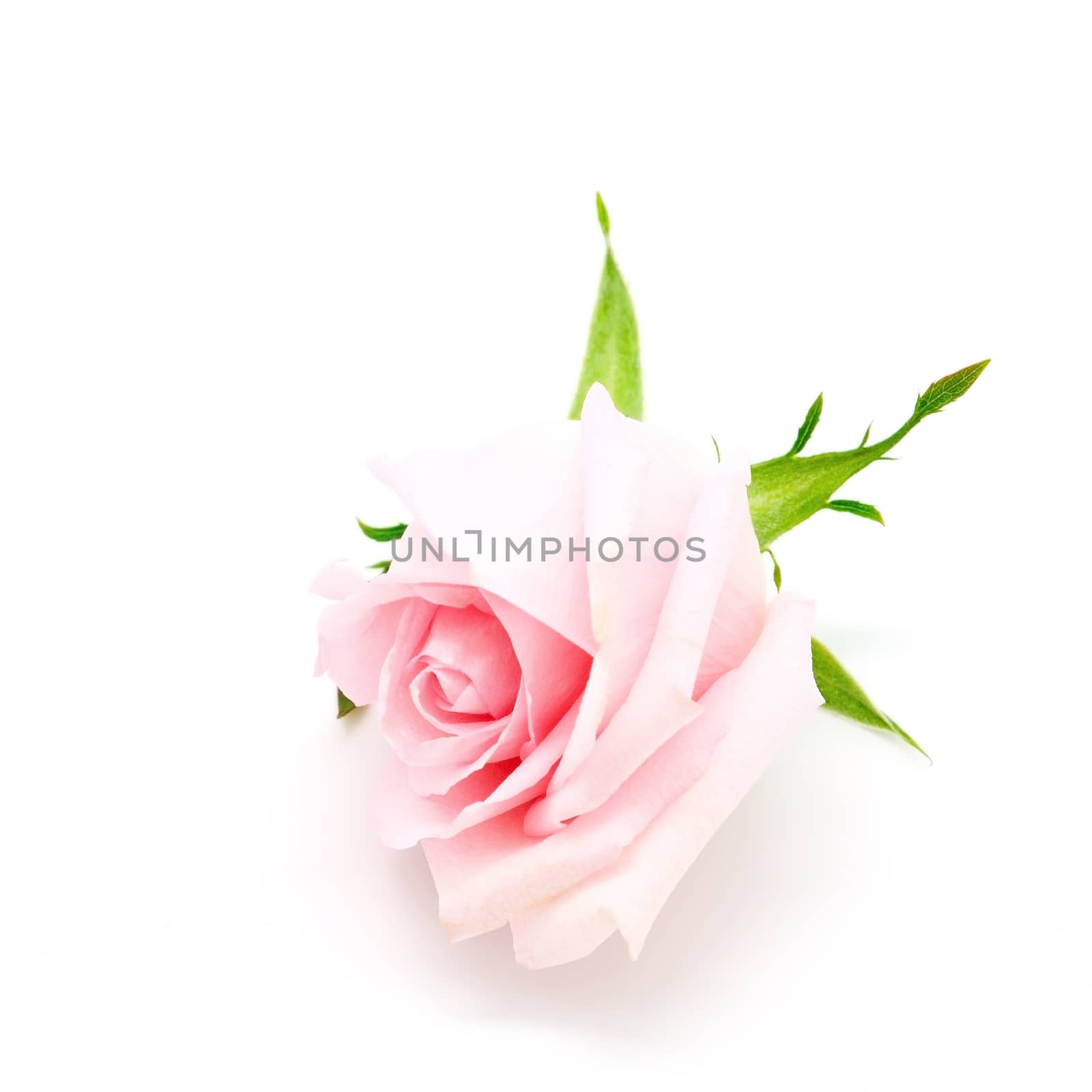 Beautiful pink rose, isolated on white background