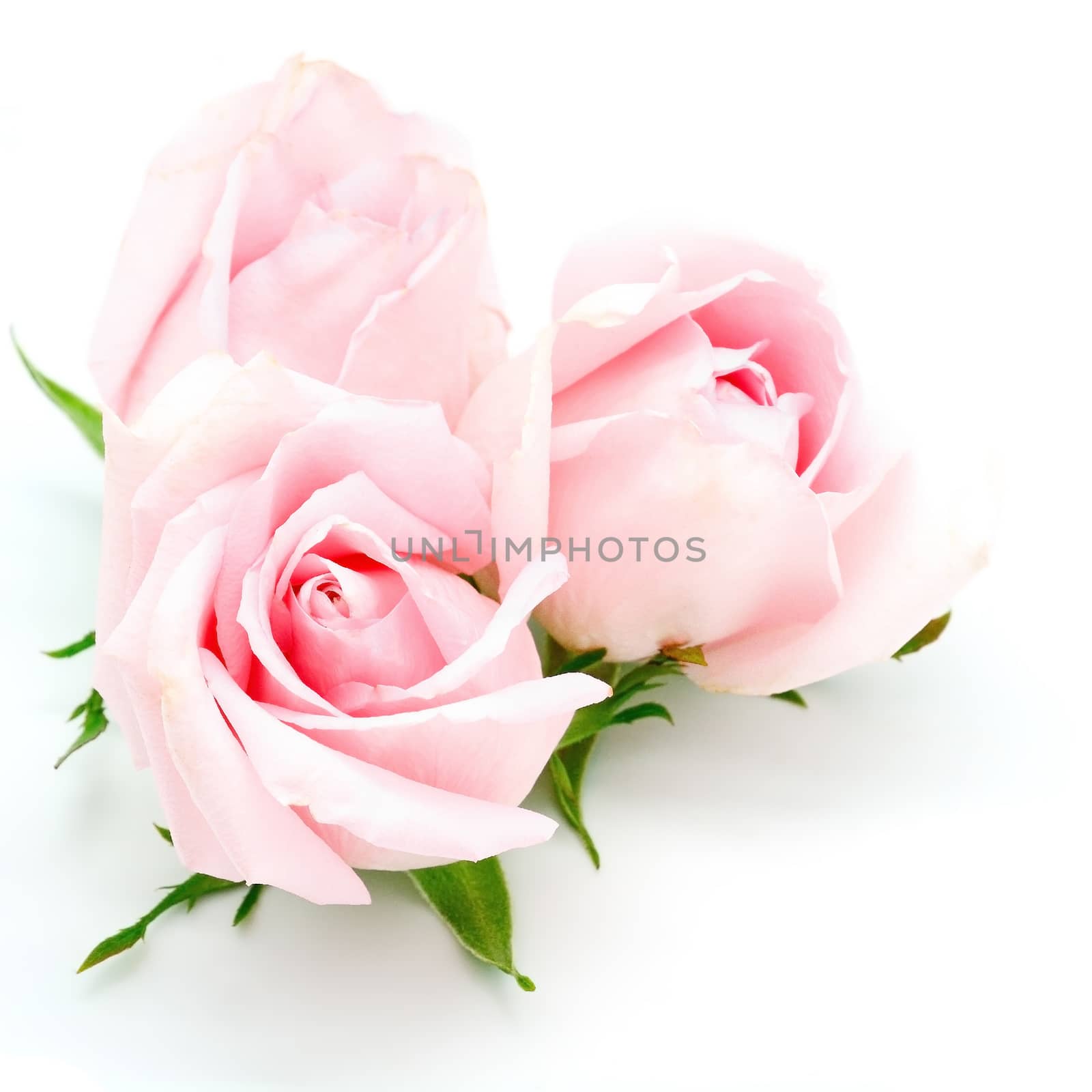 pink rose by panuruangjan