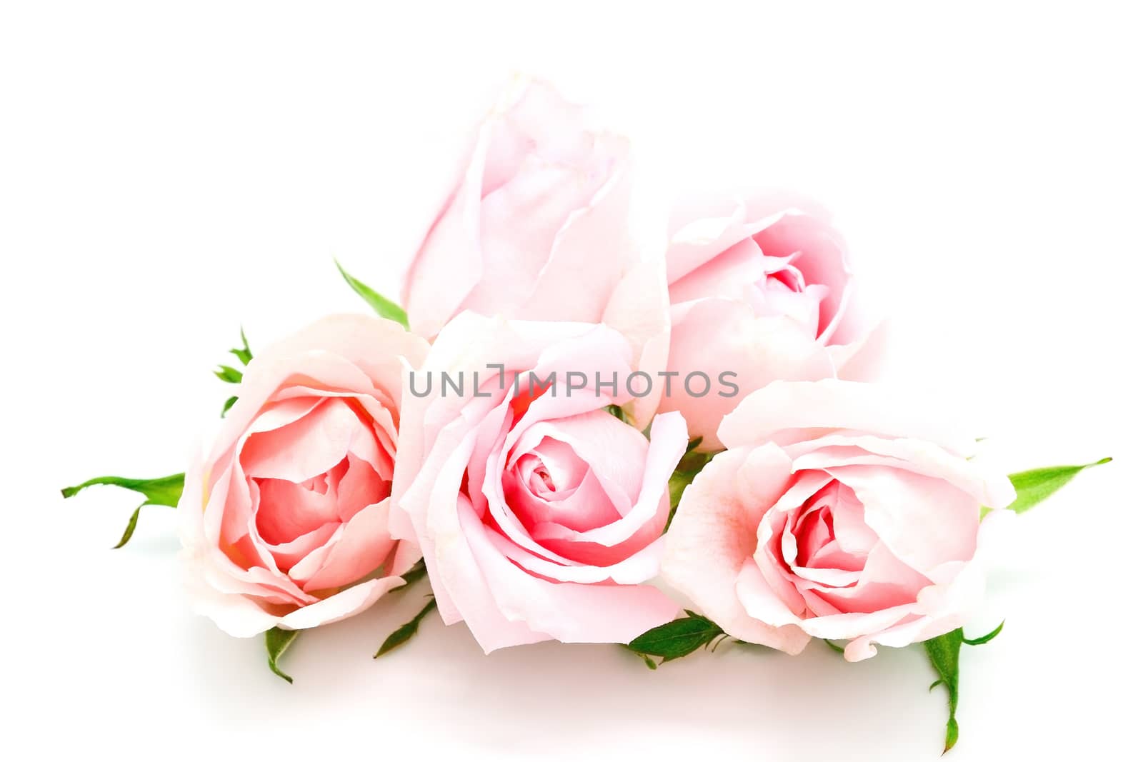 Beautiful pink rose, isolated on white background