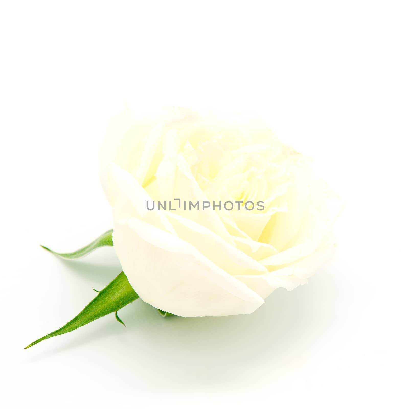 Beautiful yellow rose, isolated on white background