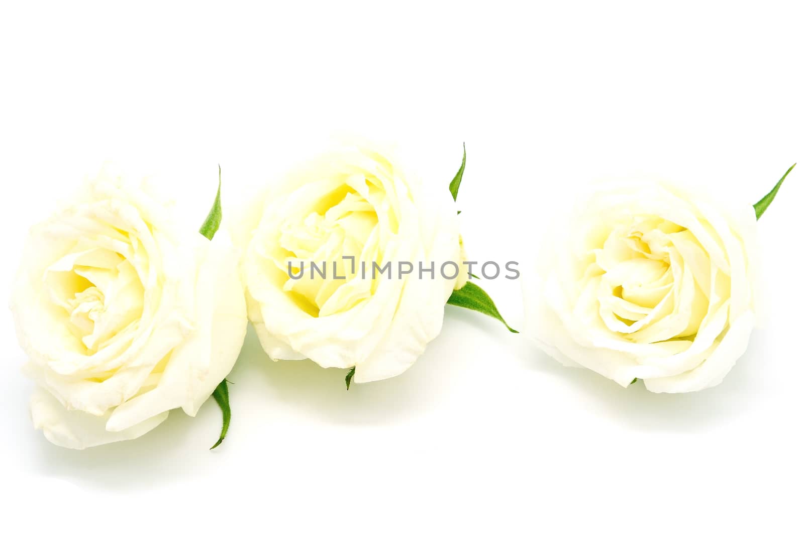 Beautiful yellow rose, isolated on white background