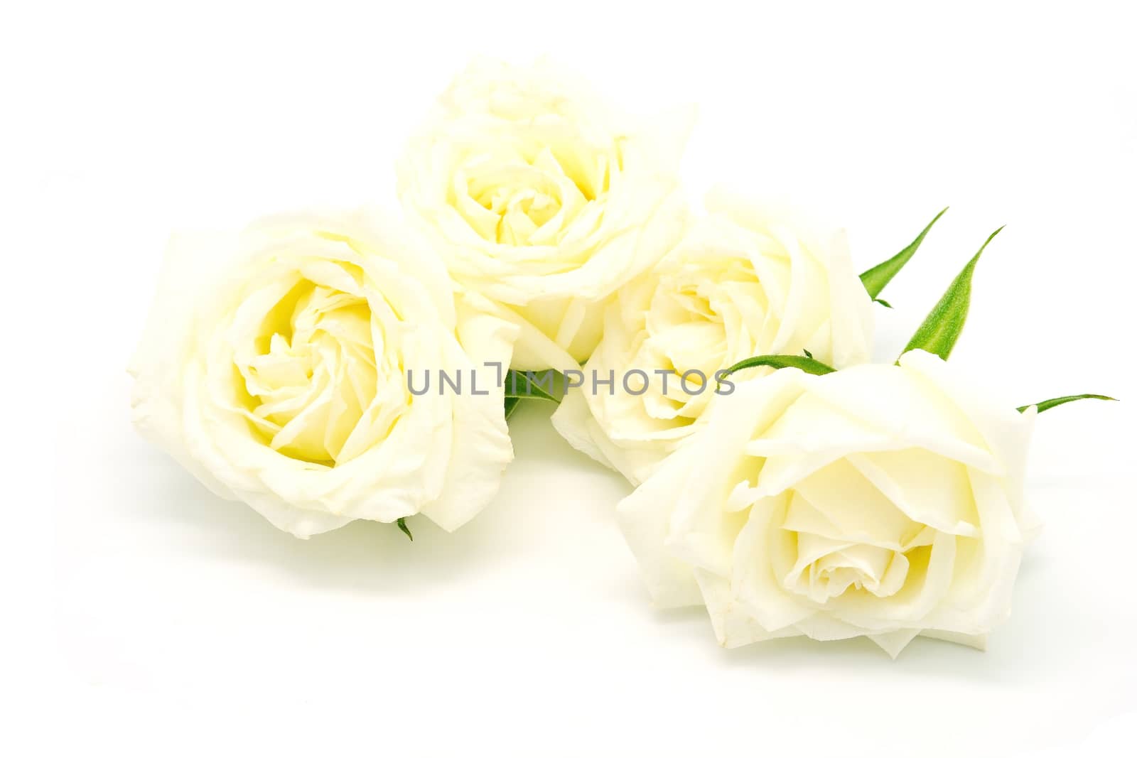 Beautiful yellow rose, isolated on white background