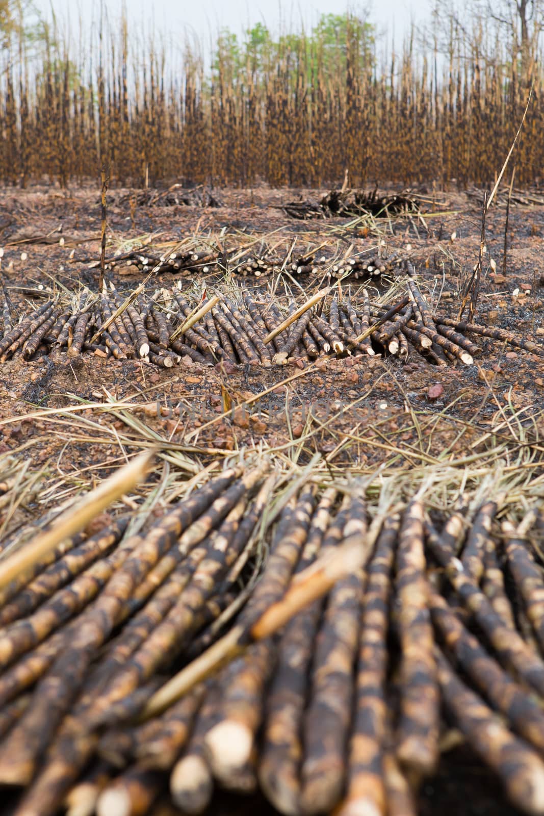 Sugarcane field fired. by rufous