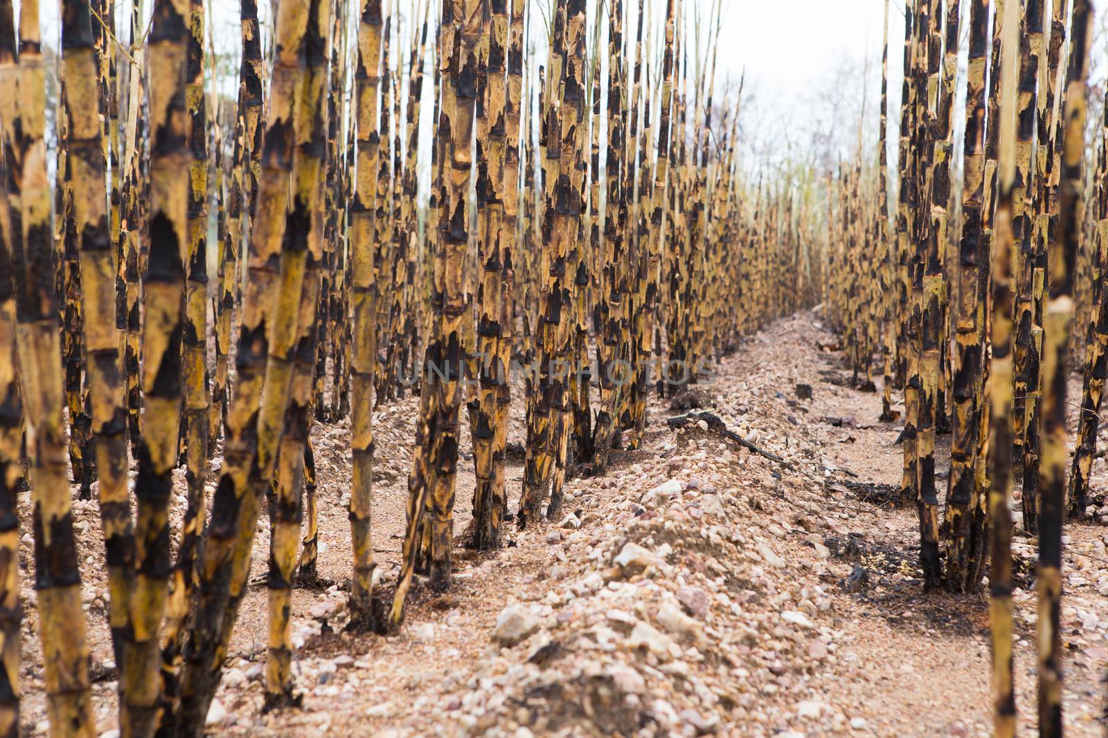 Sugarcane field fired by rufous