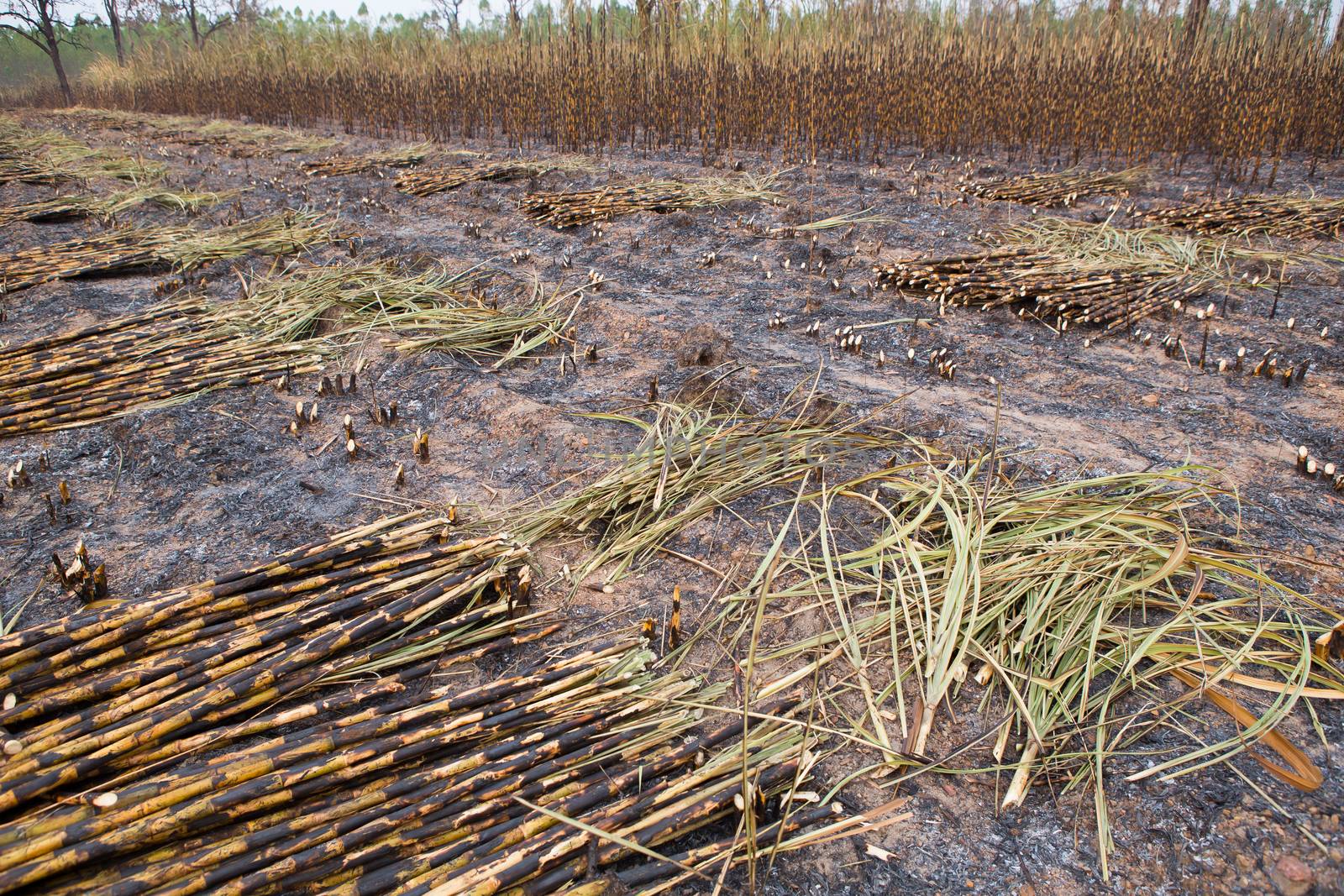 Sugarcane field fired by rufous