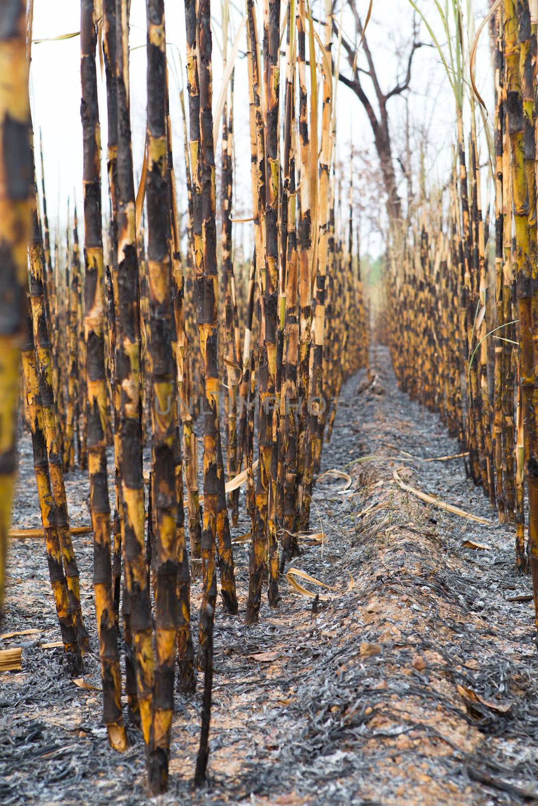 Sugarcane field fired. this harvest menthod make global warming