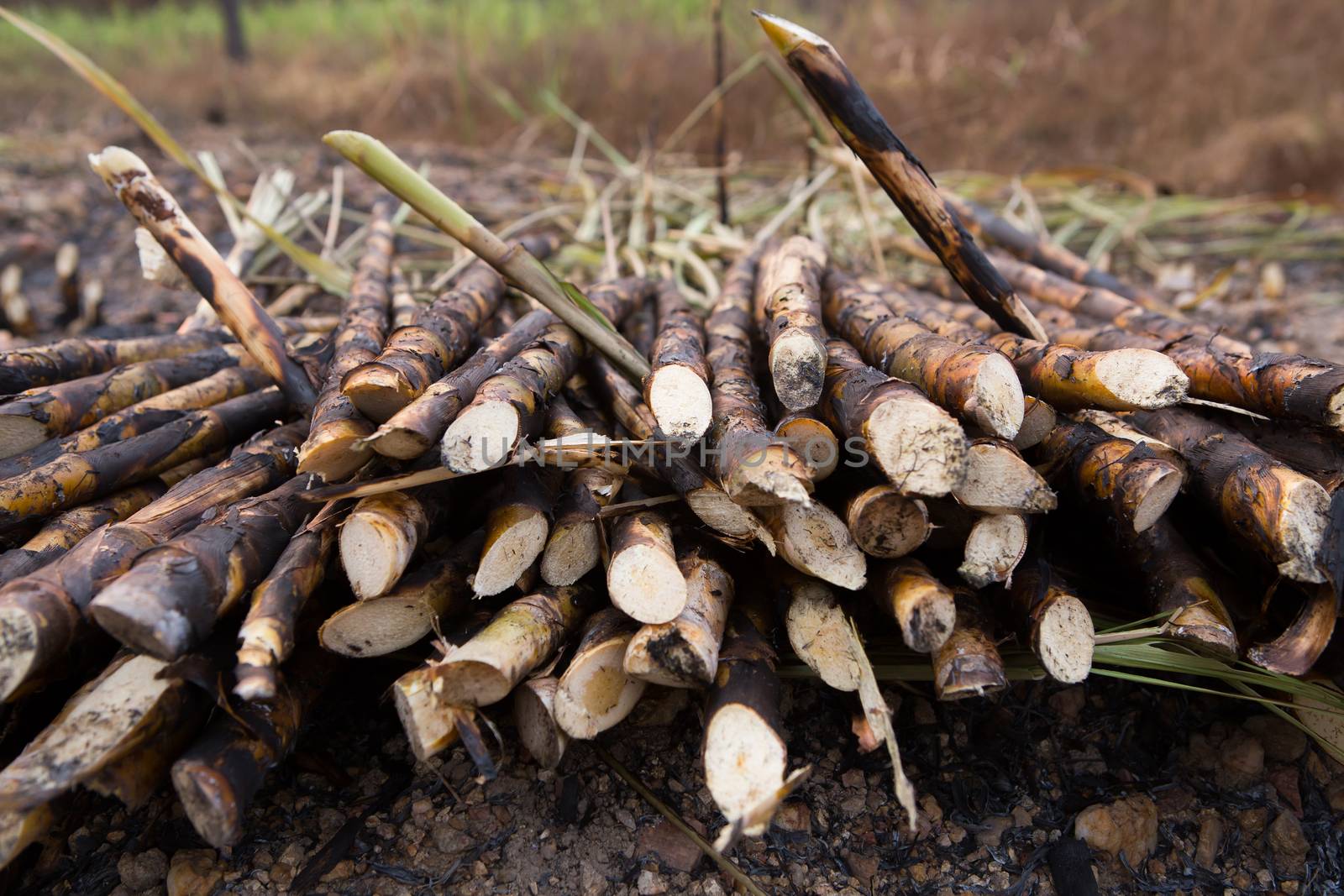 Sugarcane field fired. this harvest menthod make global warming