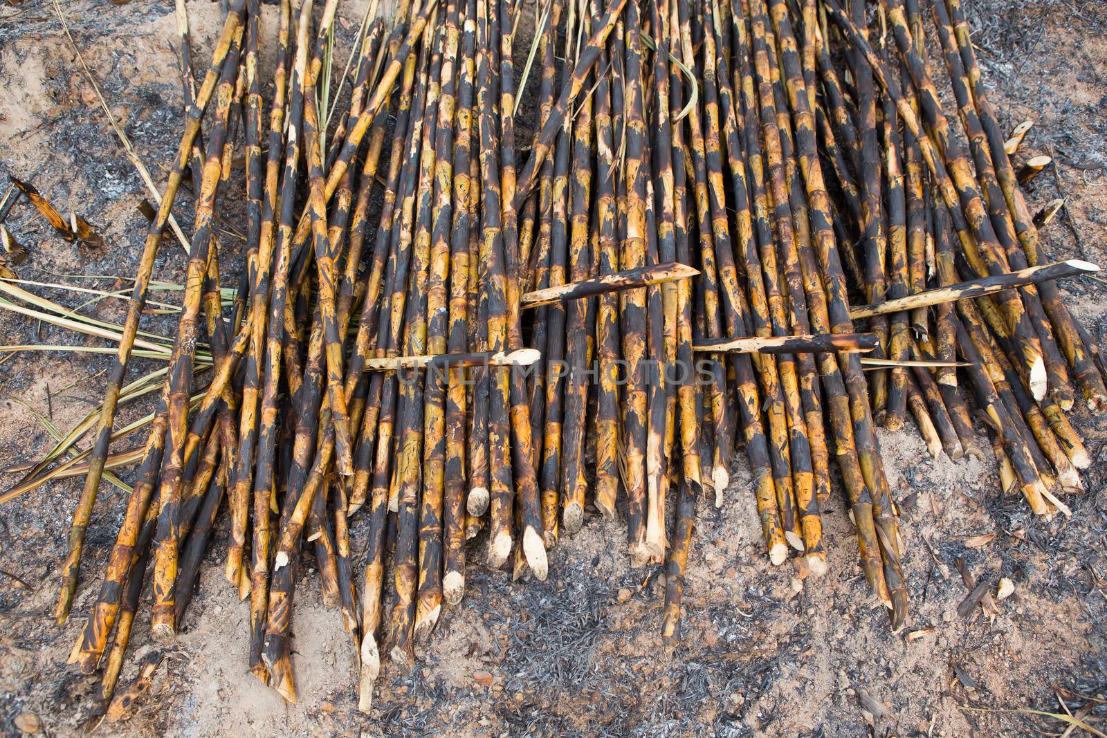 Sugarcane field fired. this harvest menthod make global warming