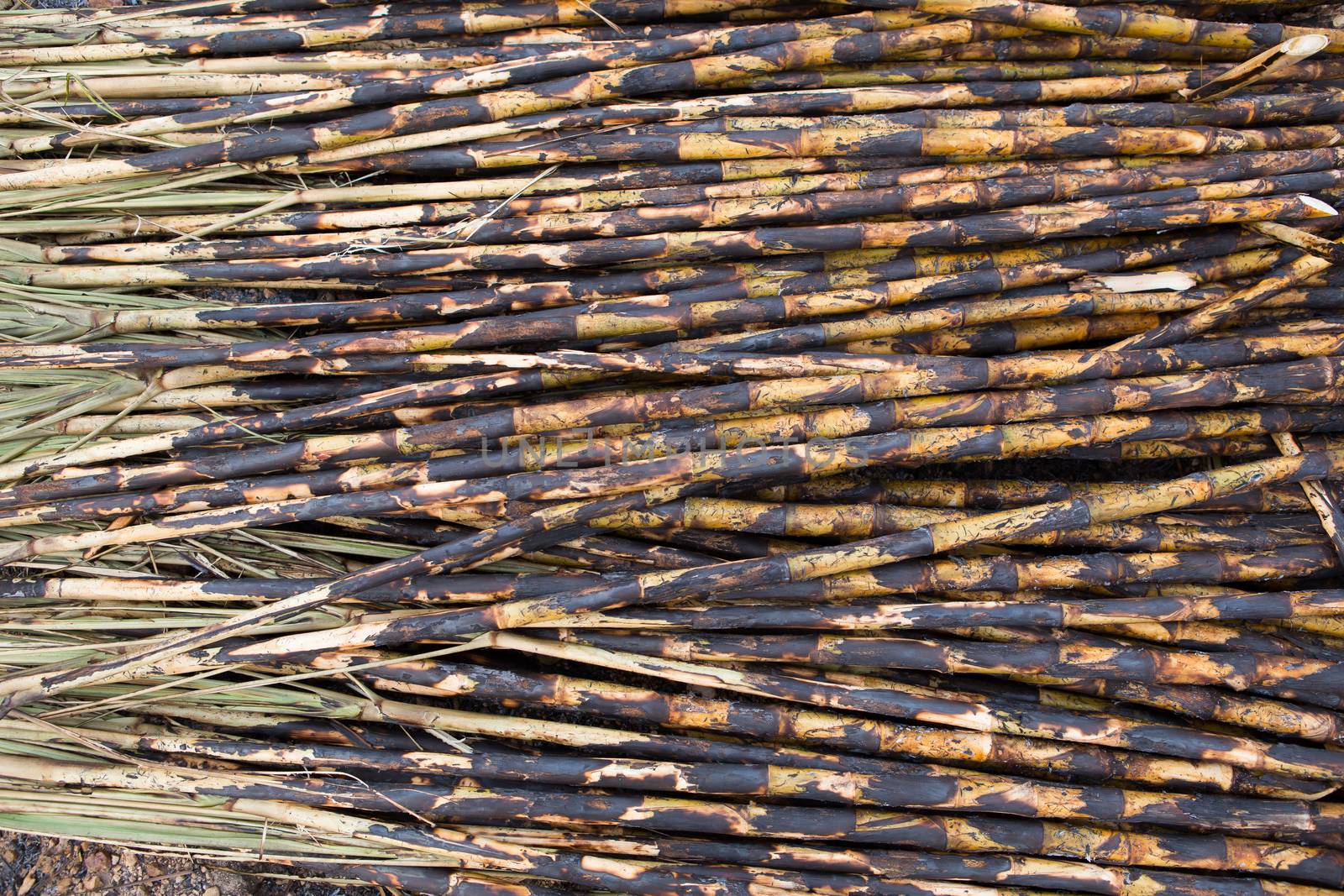 Sugarcane field fired by rufous