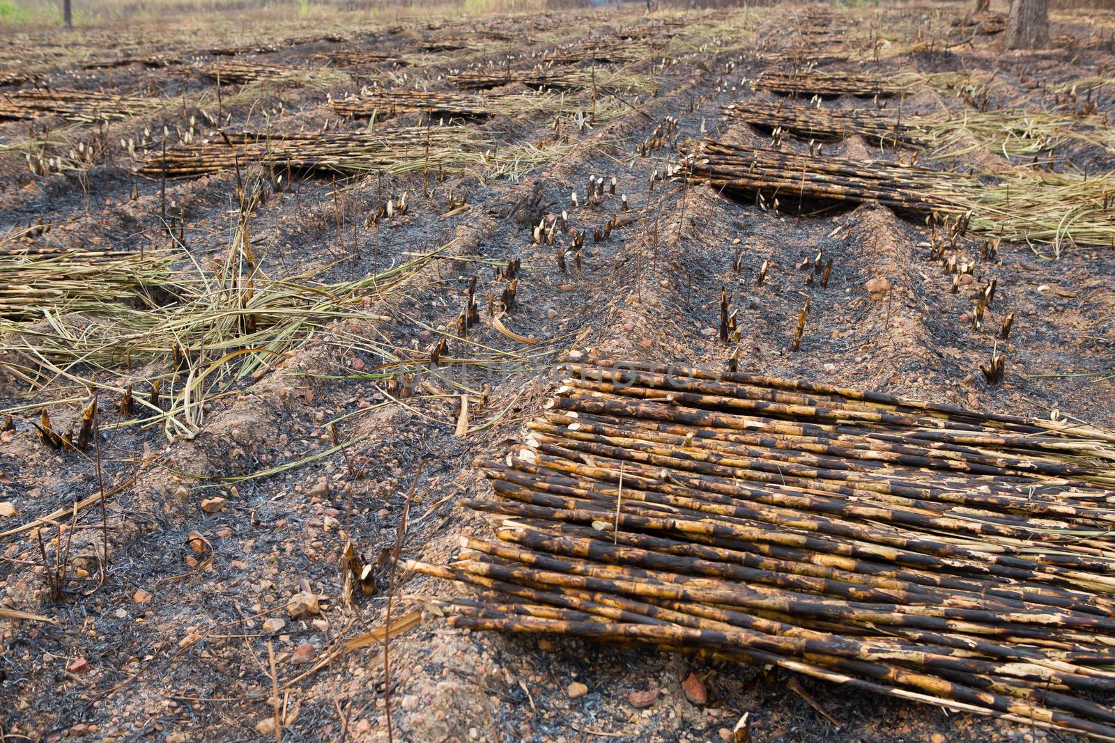 Sugarcane field fired. this harvest menthod make global warming