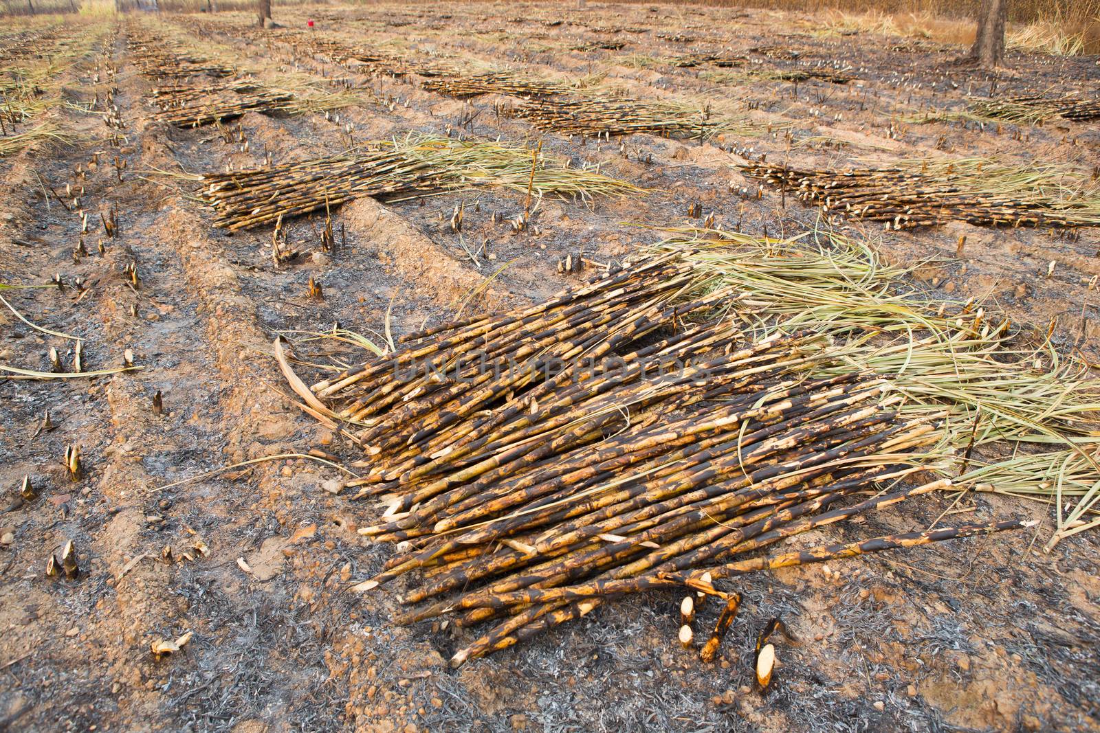 Sugarcane field fired. this harvest menthod make global warming