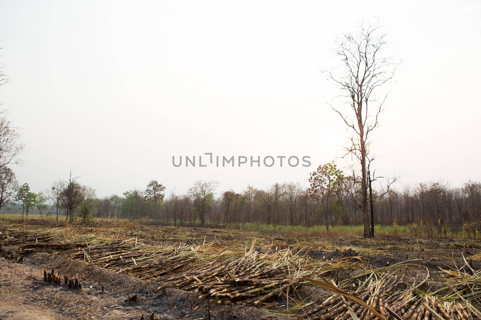 Sugarcane field fired. this harvest menthod make global warming