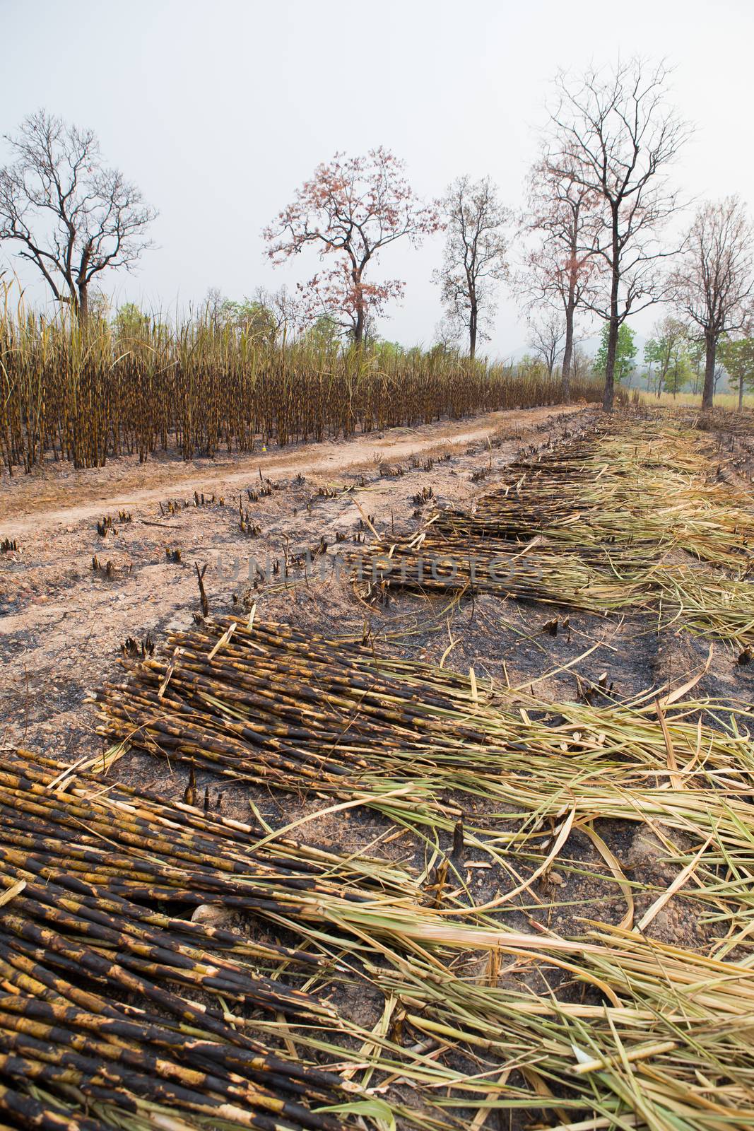 Sugarcane field fired by rufous