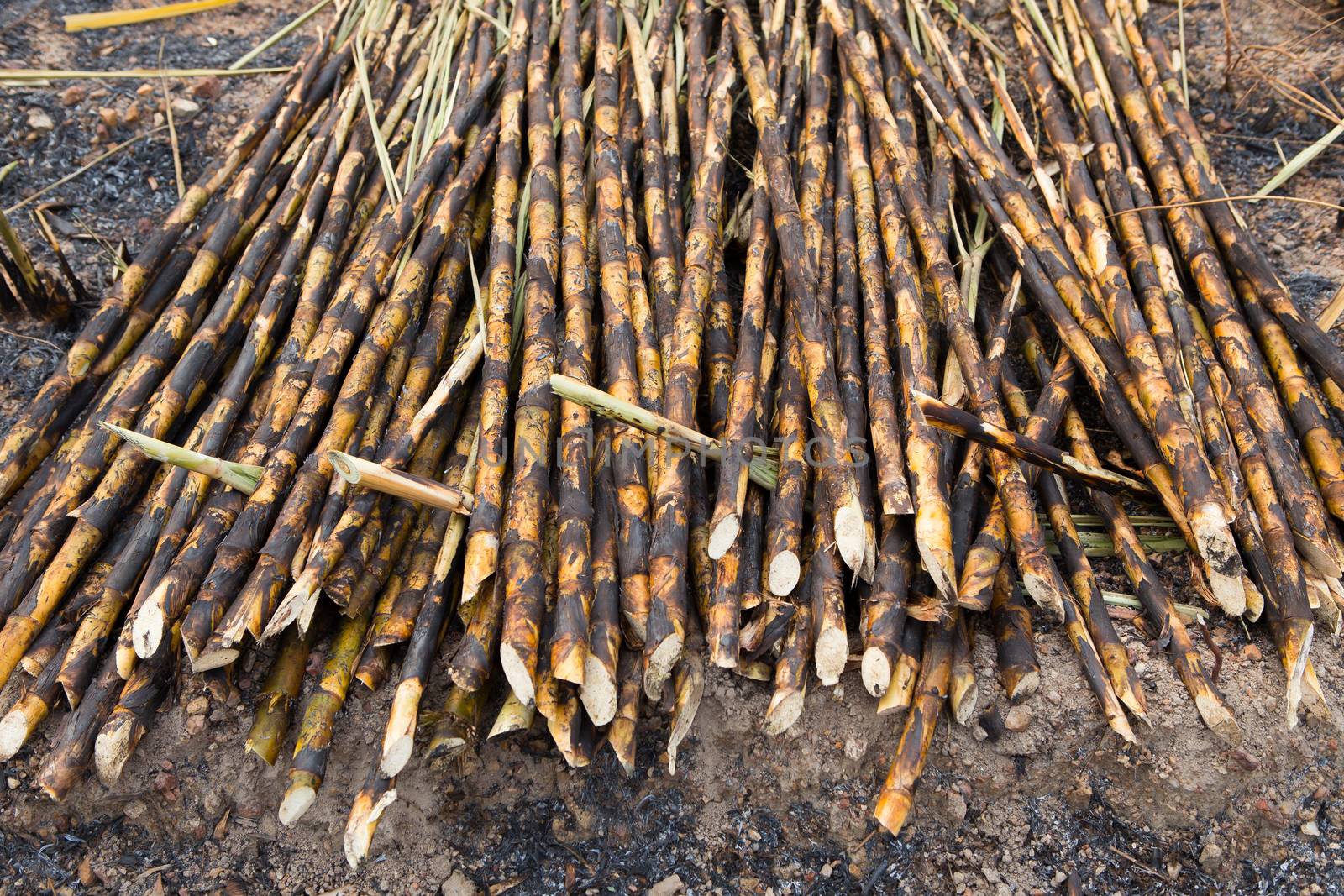 Sugarcane field fired. this harvest menthod make global warming