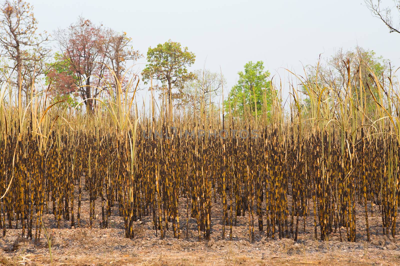 Sugarcane field fired. this harvest menthod make global warming