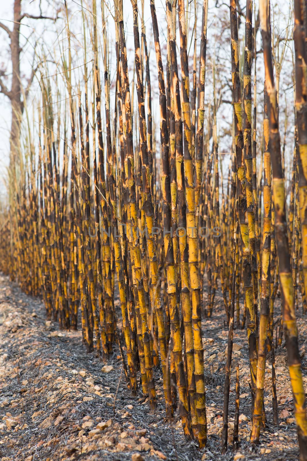 Sugarcane field fired. this harvest menthod make global warming