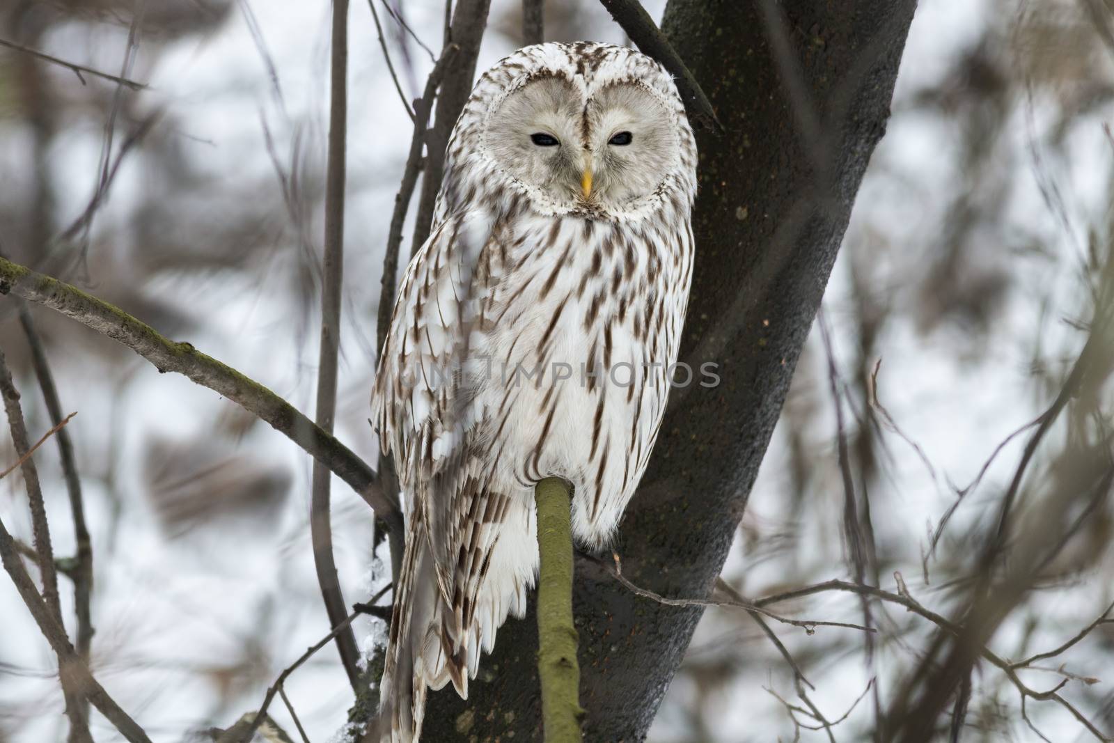 Ural owl sits on a tree in natural habitat
