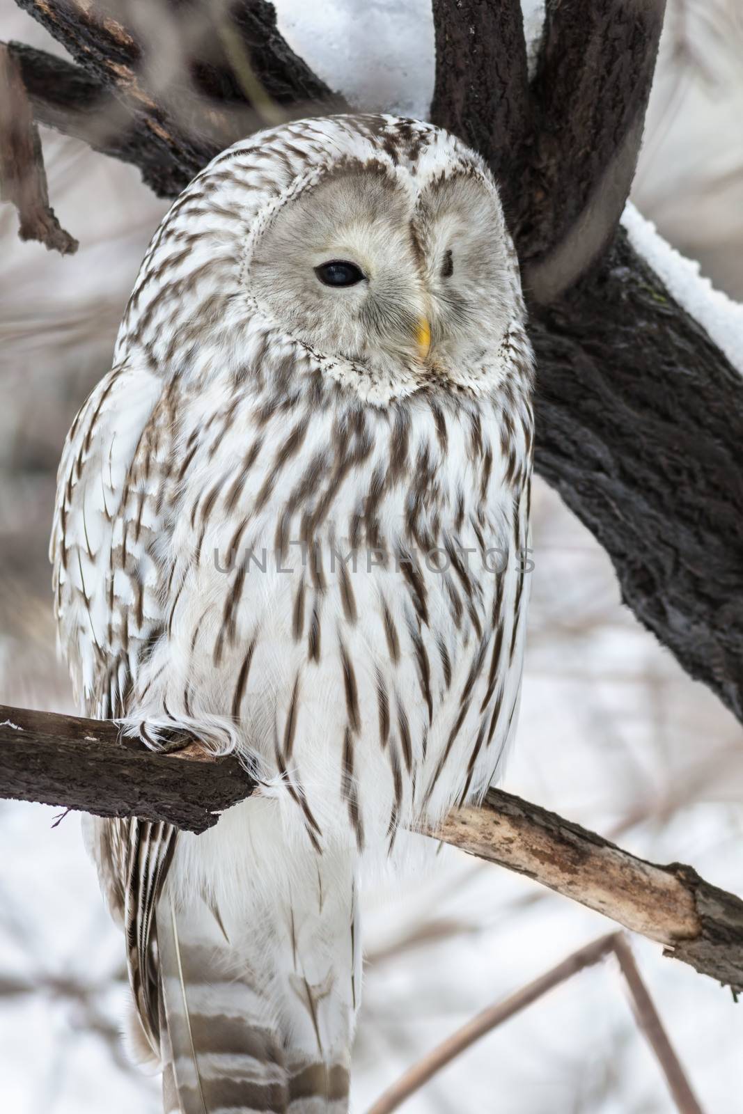 Ural owl sits on a tree in natural habitat
