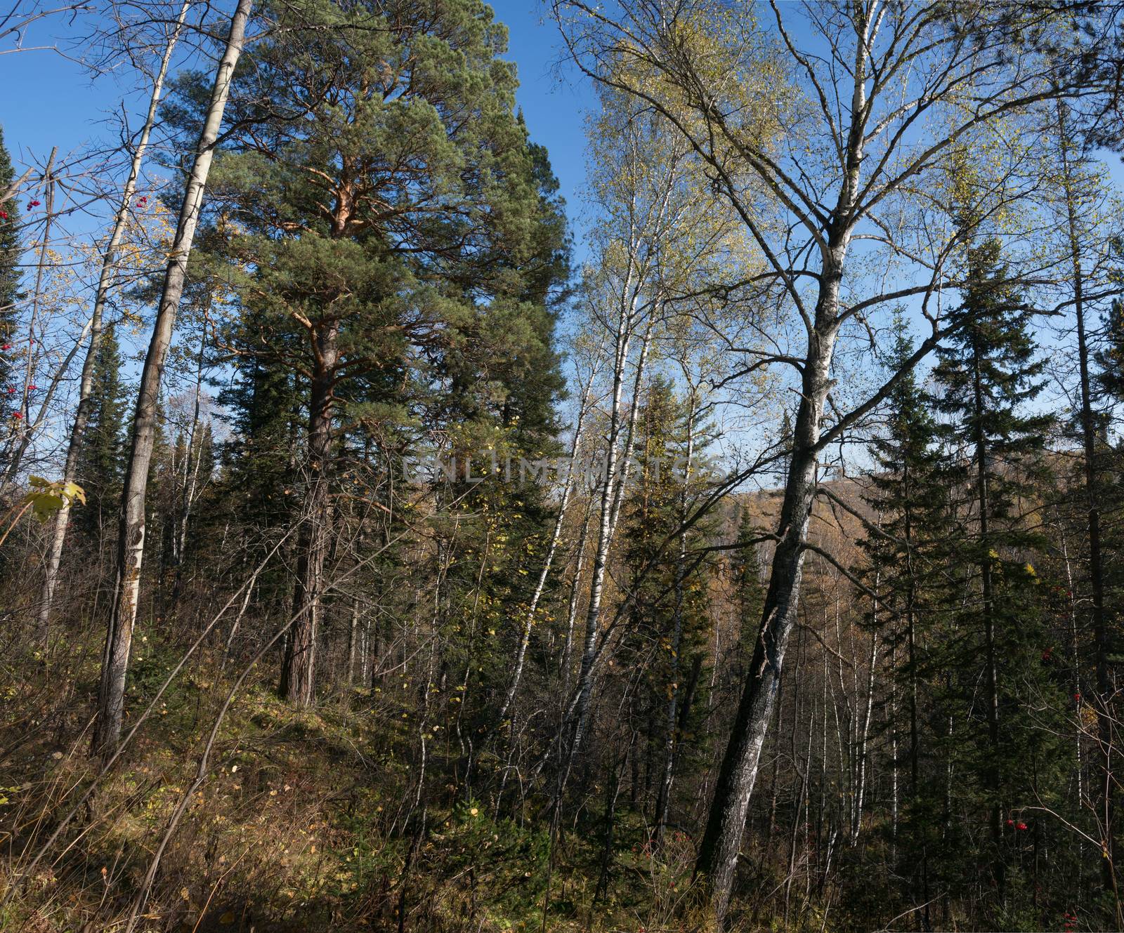 Coniferous forest in the autumn