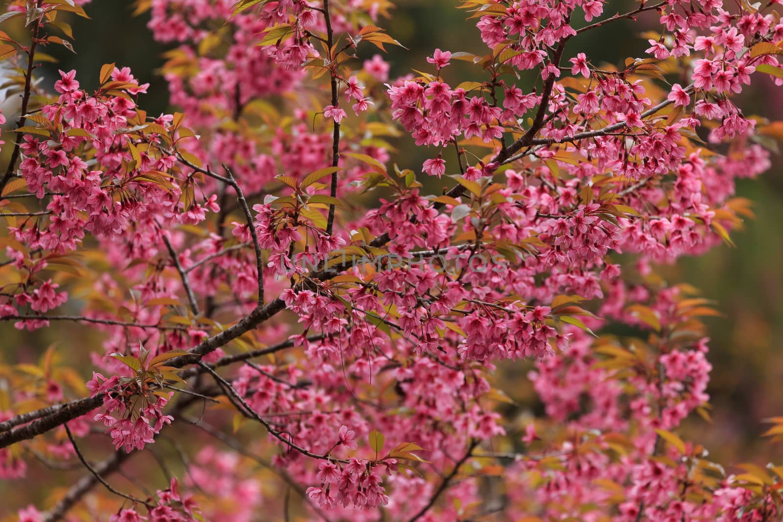 close up nature in many patten style