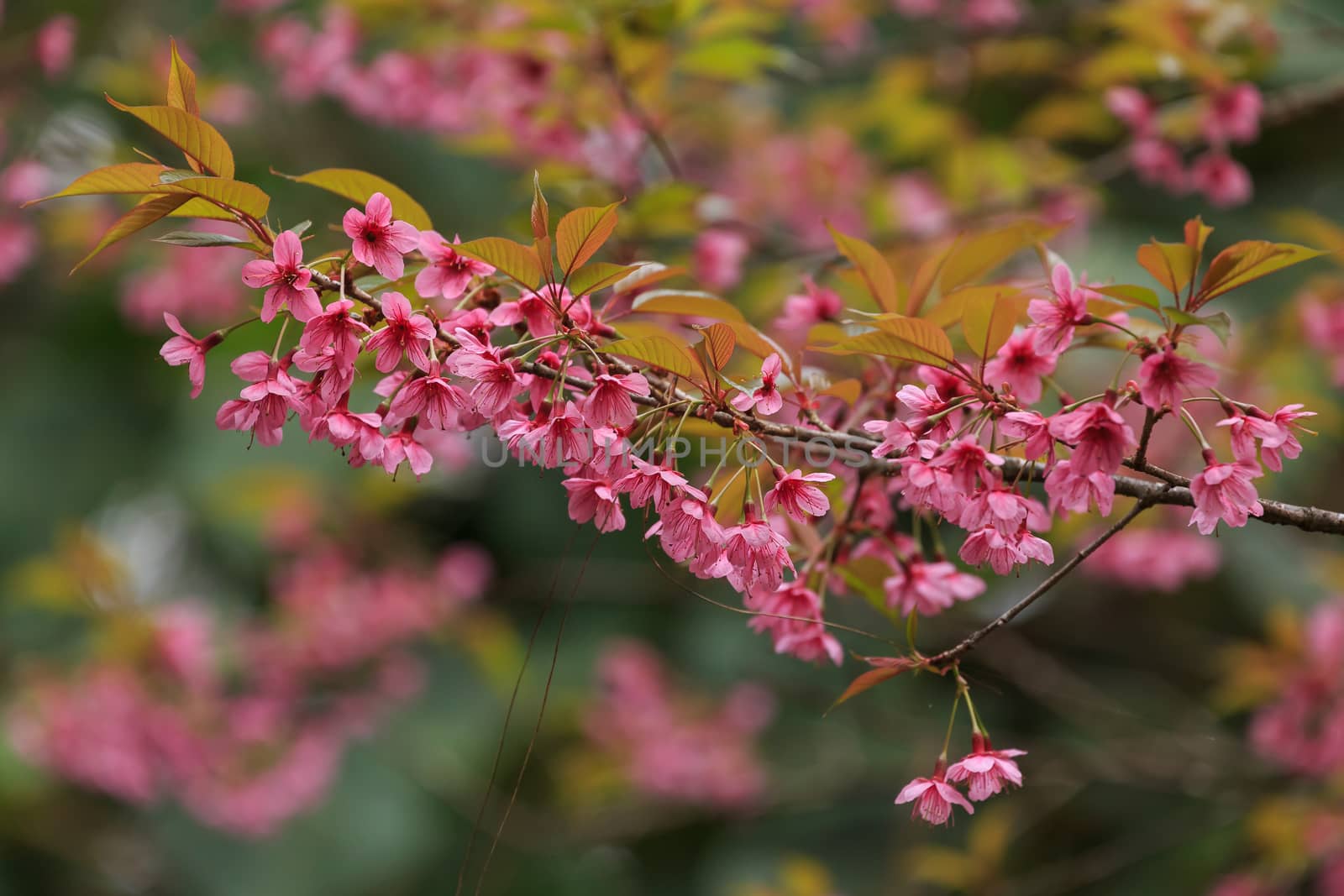 close up nature by worachatsodsri