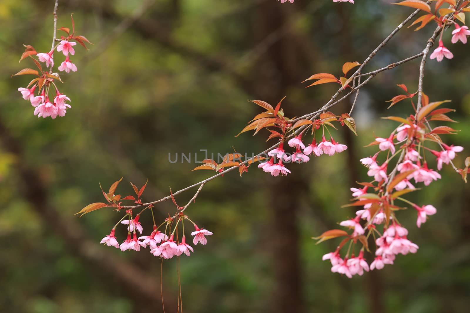 close up nature in many patten style