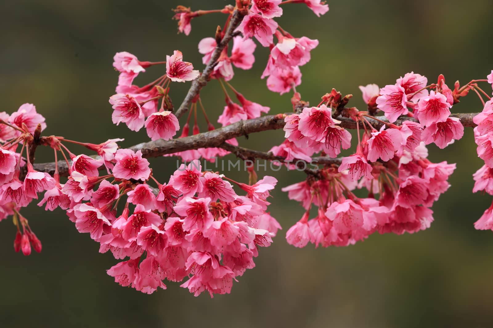 close up nature in many patten style