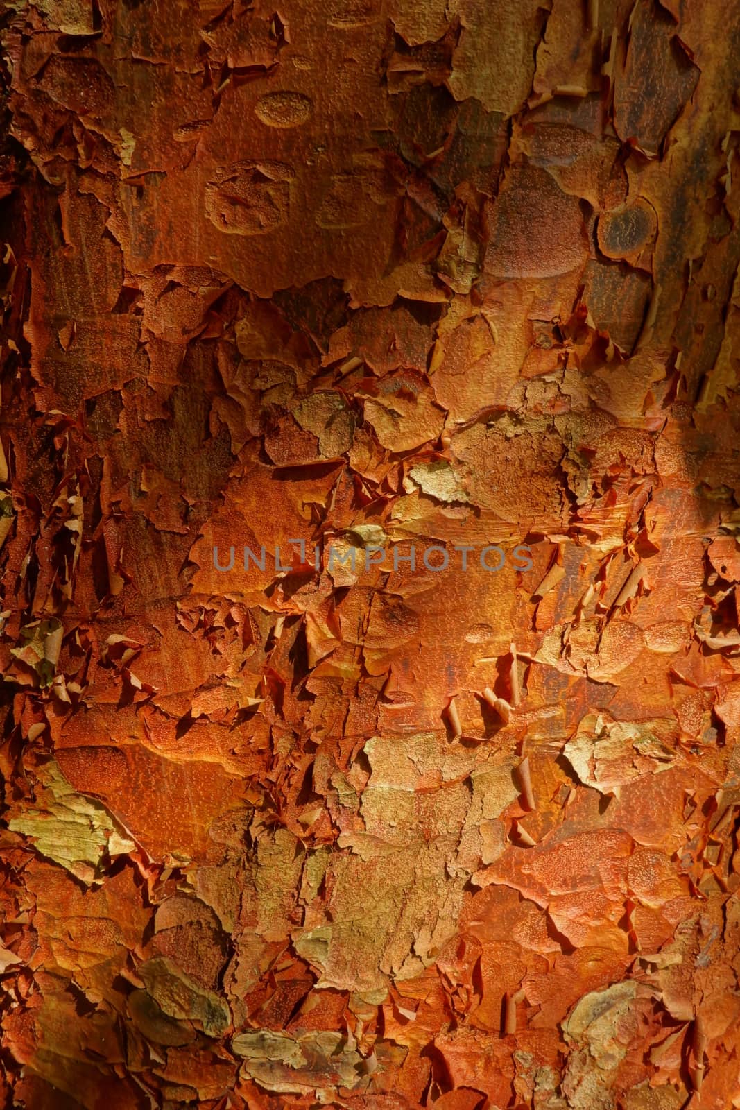 Peeling orange bark of the paperbark maple tree (acer griseum)