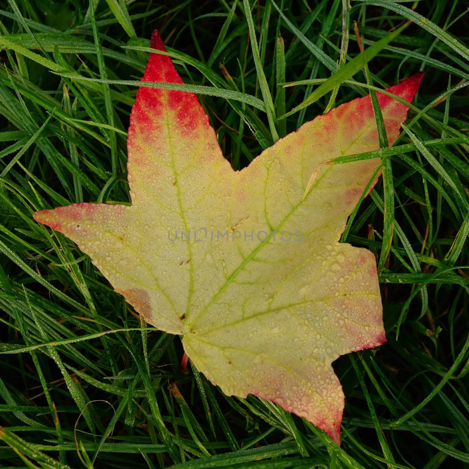 Yellow and red leaf of sweet gum tree (liquidambar styraciflua) in autumn / fall