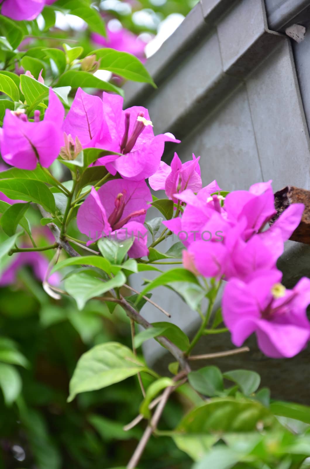 The pink Bougainvillea or Paper flower or Bougainvillea hybrida in the garden