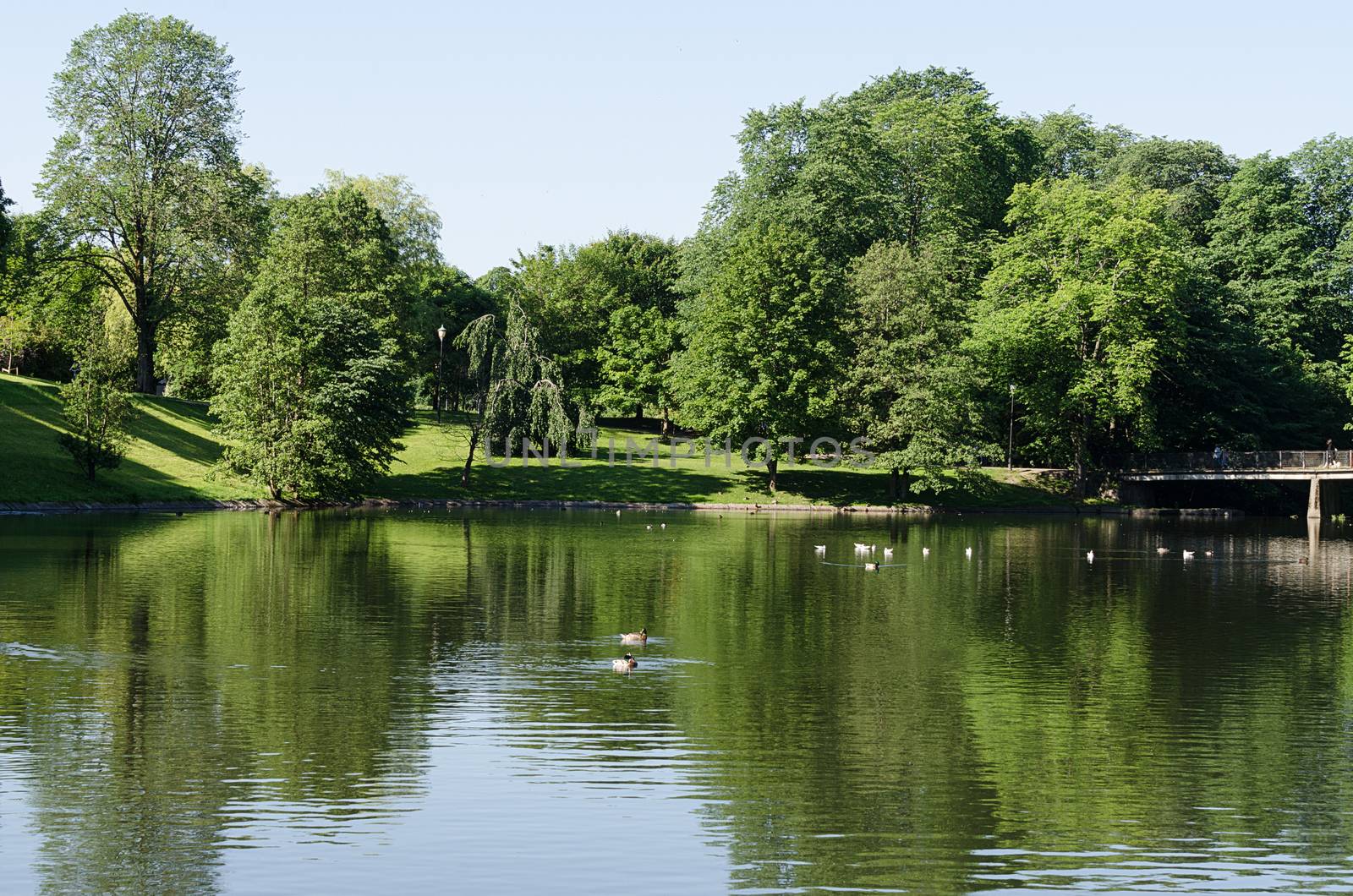 Summer pond at Norway by Nanisimova