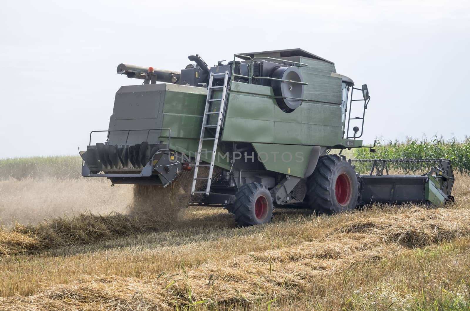 Working combine harvester in a wheat field.