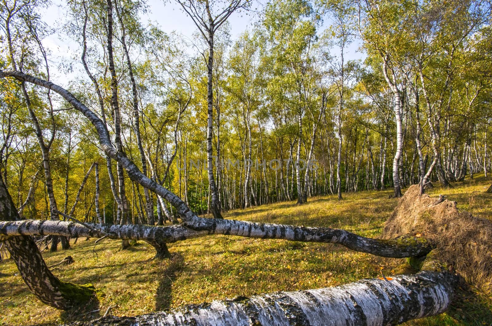 White trunks in a birch forest, autumnal landscape.