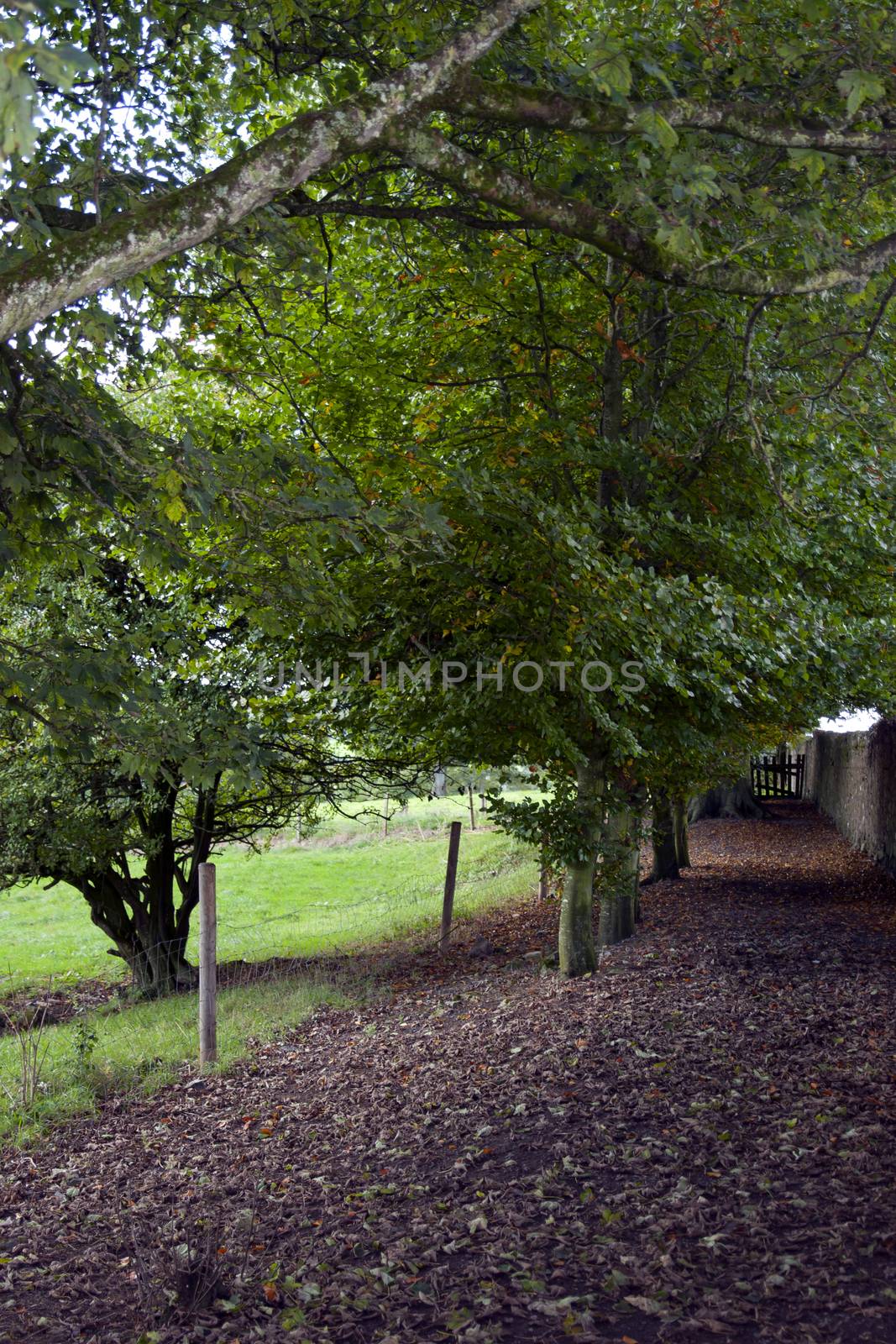 leafy path by the rock of Cashel in county Tipperary Ireland