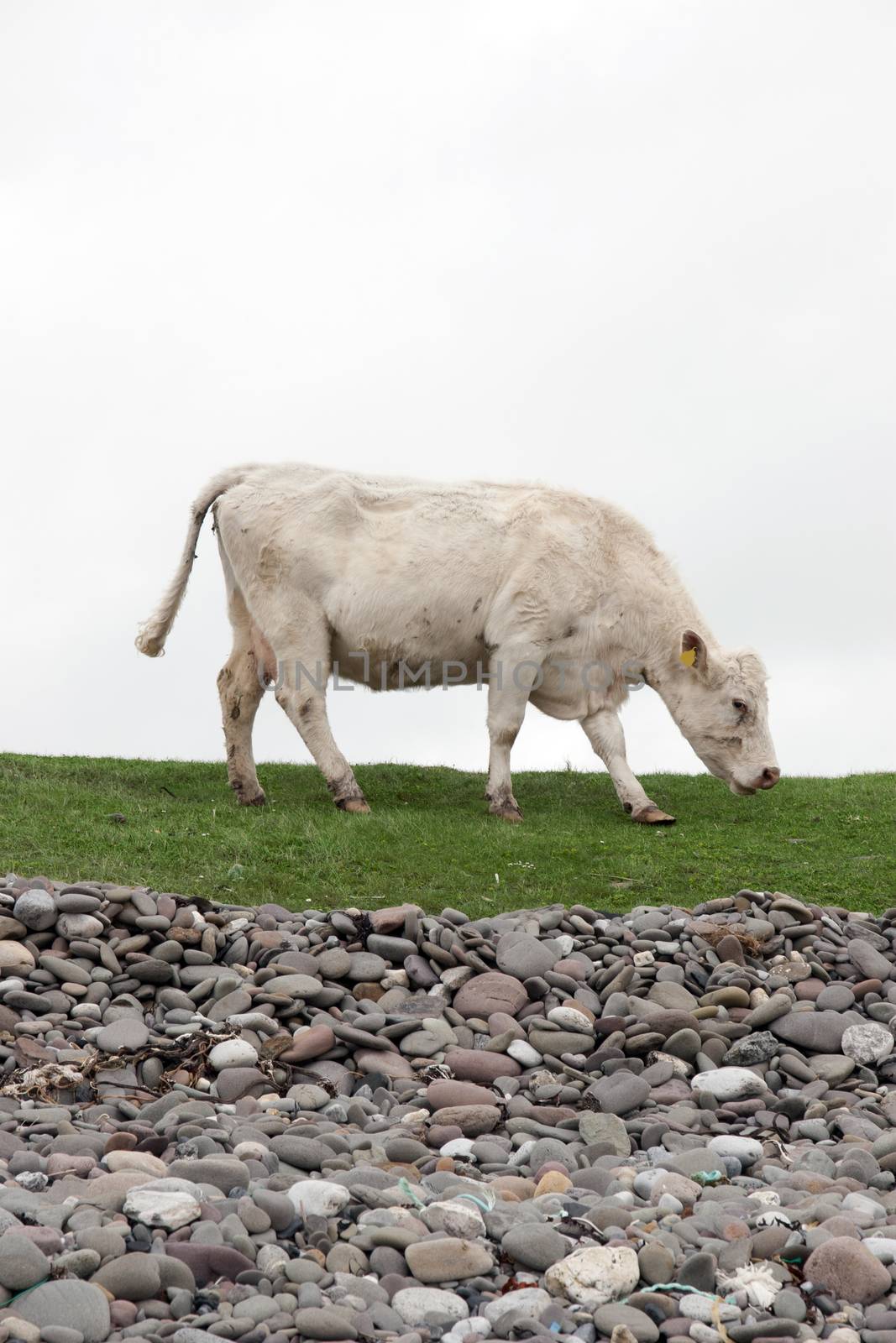 lone cow feeding on the coastal green grass of county Kerry Ireland on the wild atlantic way